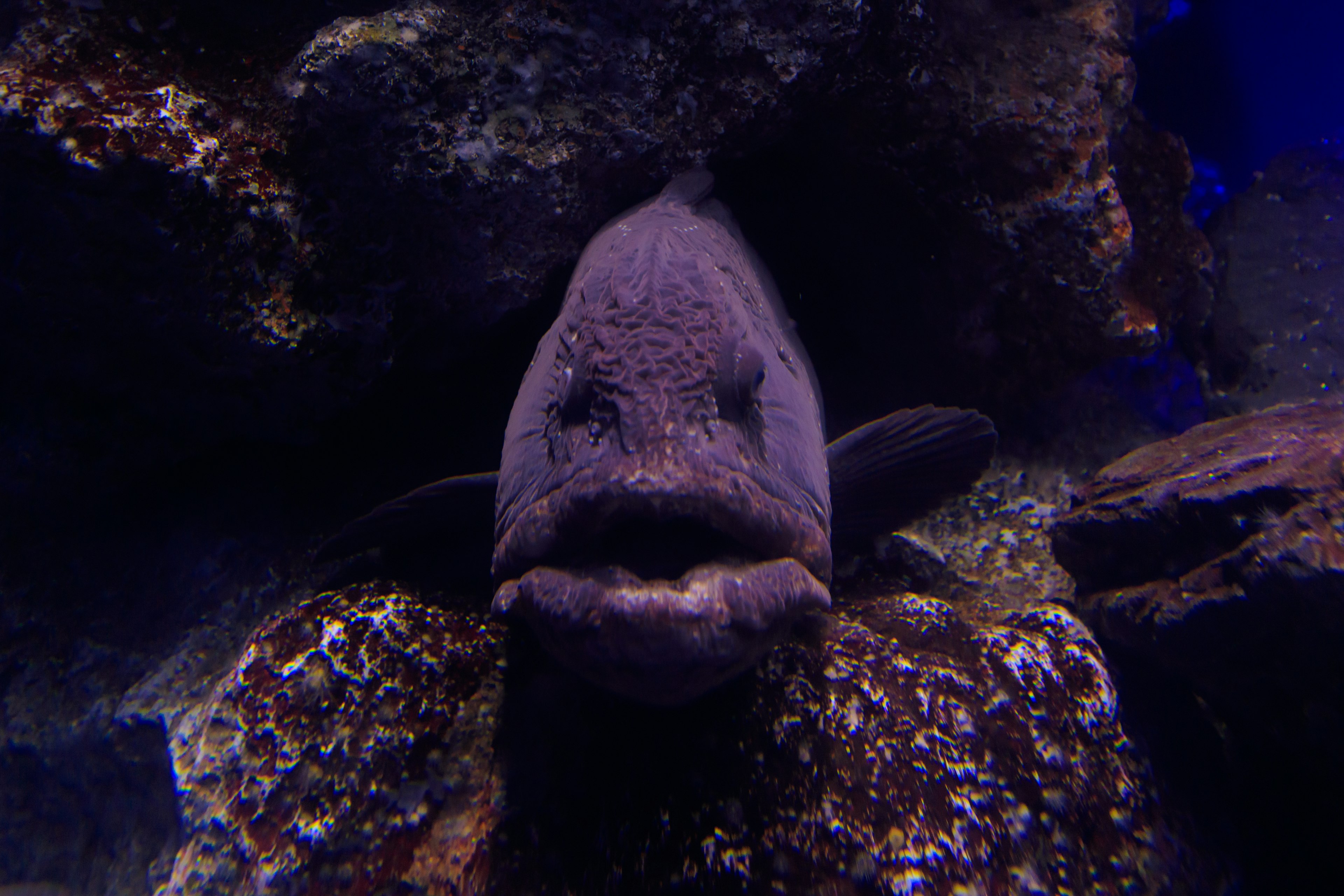 Visage unique d'un poisson niché parmi des roches sous l'eau