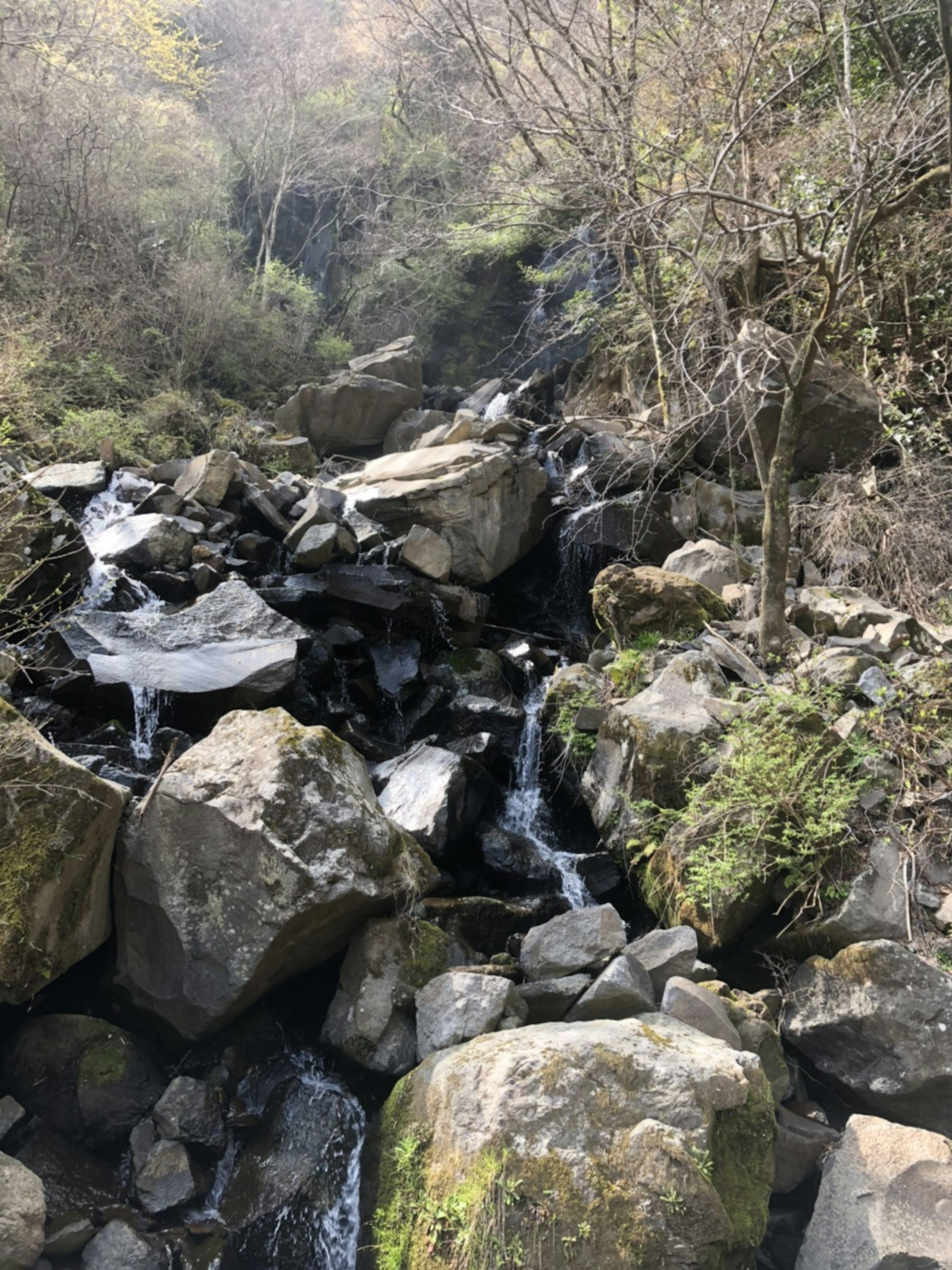 Un torrente che scorre su rocce circondato da vegetazione