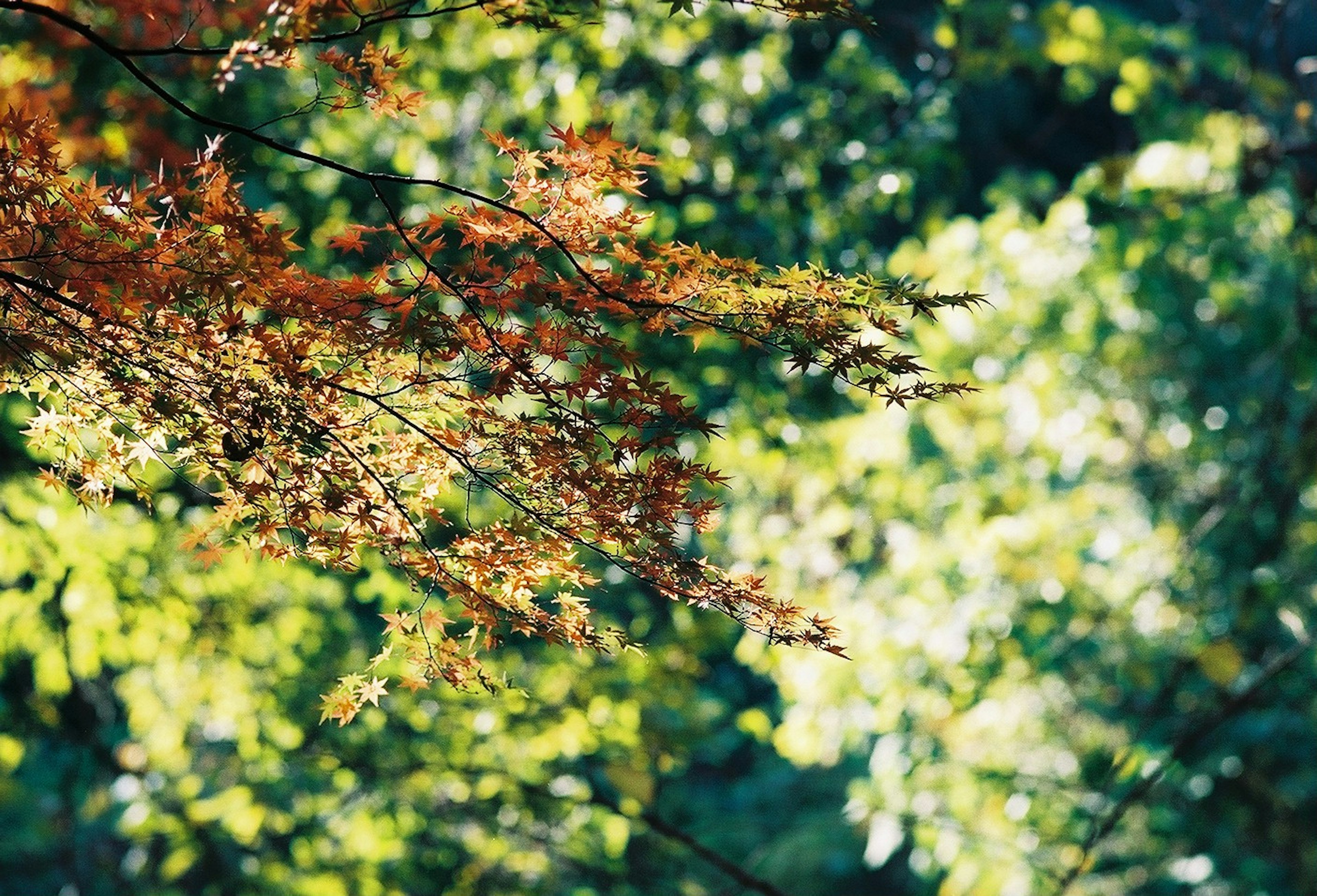 Un mélange de feuilles vertes et orange dans un cadre naturel