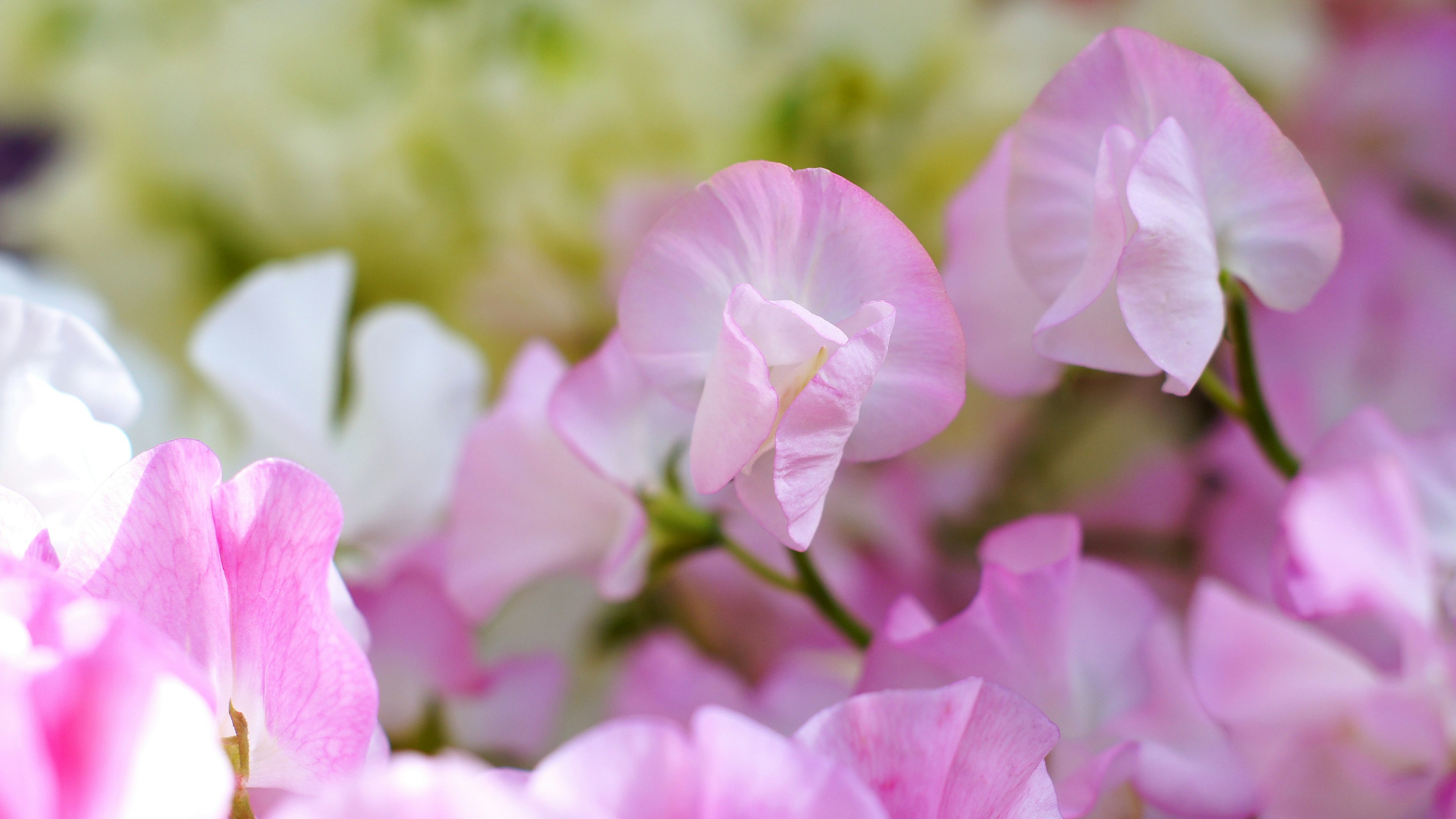 Gros plan de fleurs de pois de senteur colorées en fleurs