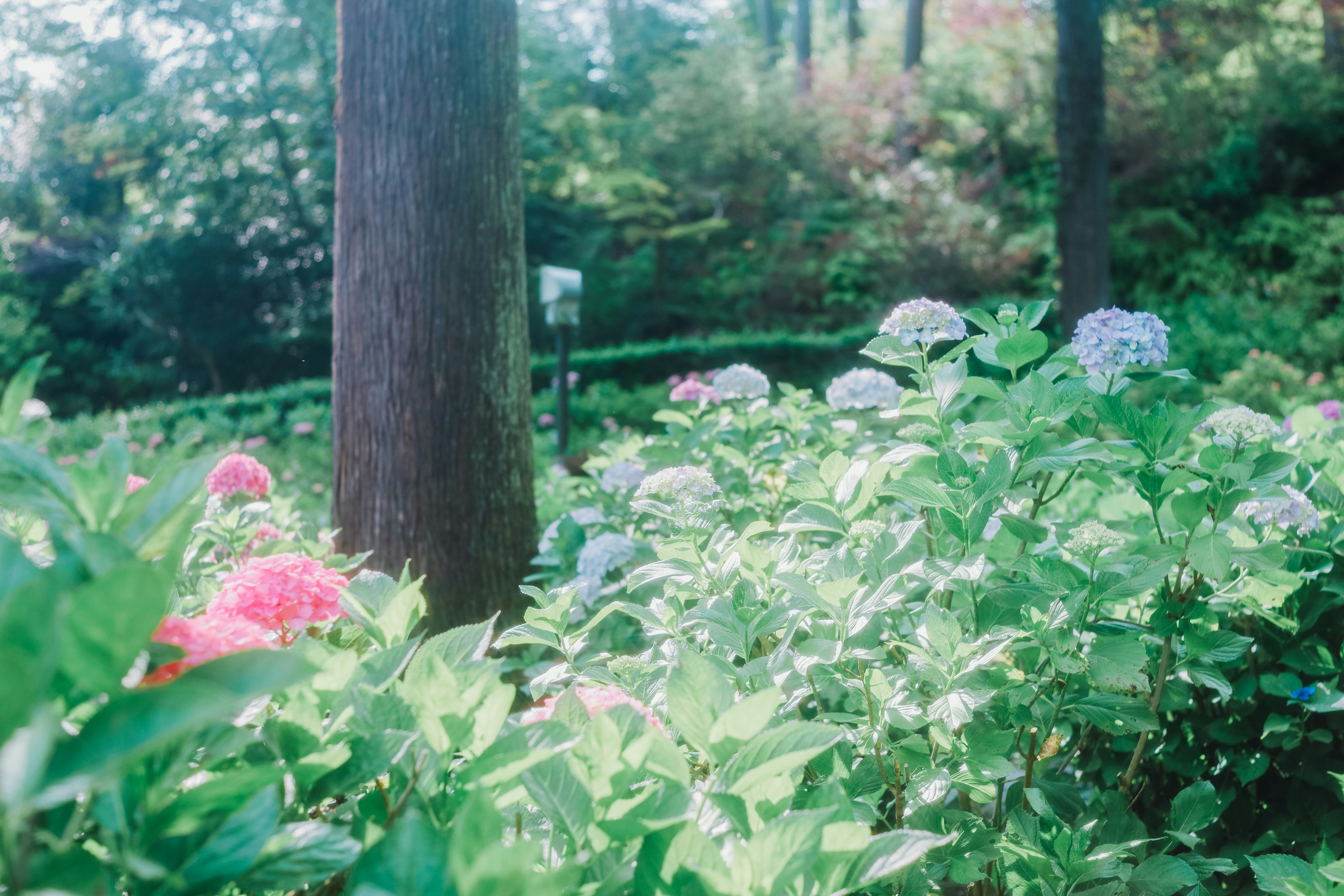 Colorful hydrangeas blooming in a lush green garden