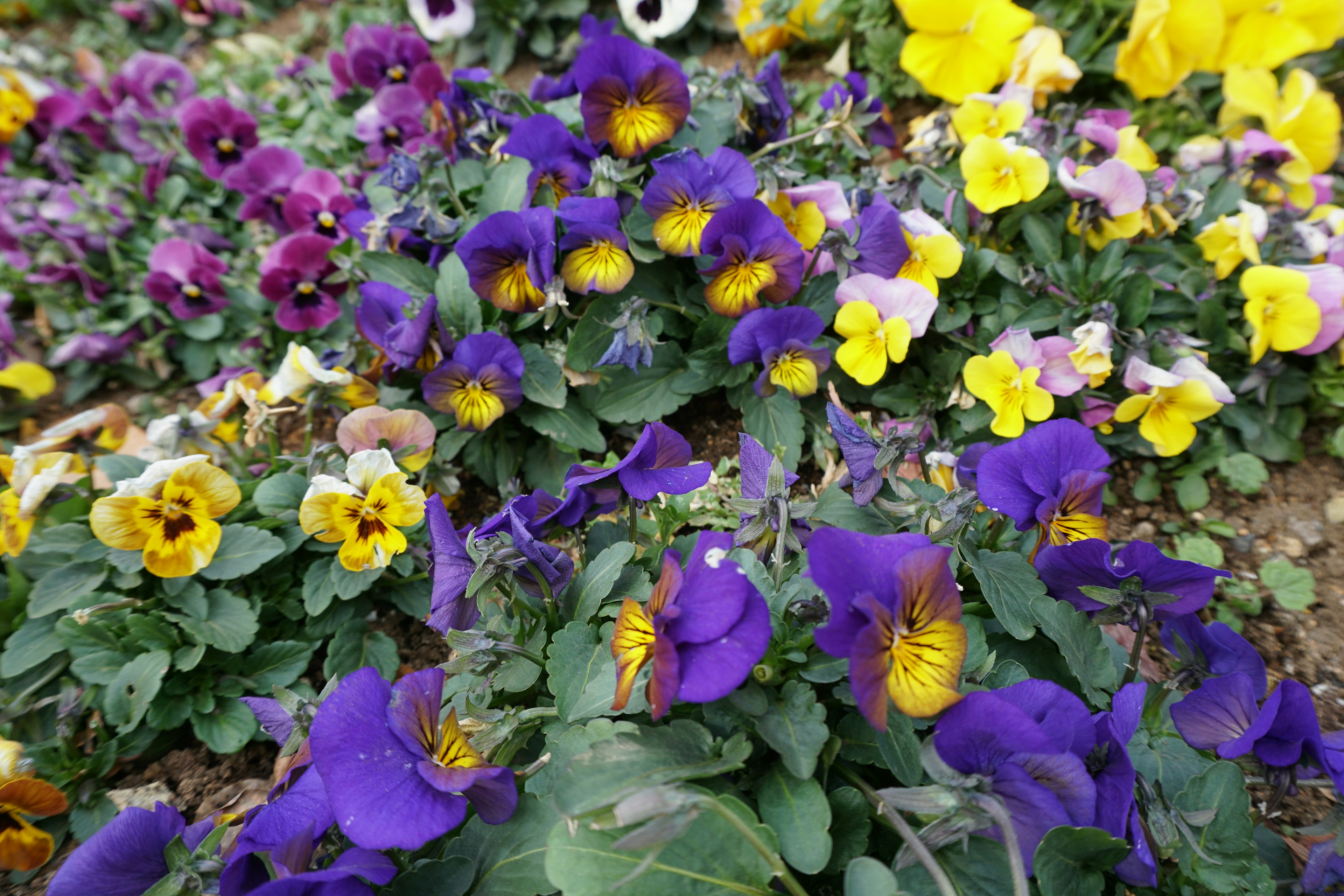 A vibrant display of purple and yellow pansy flowers in a garden