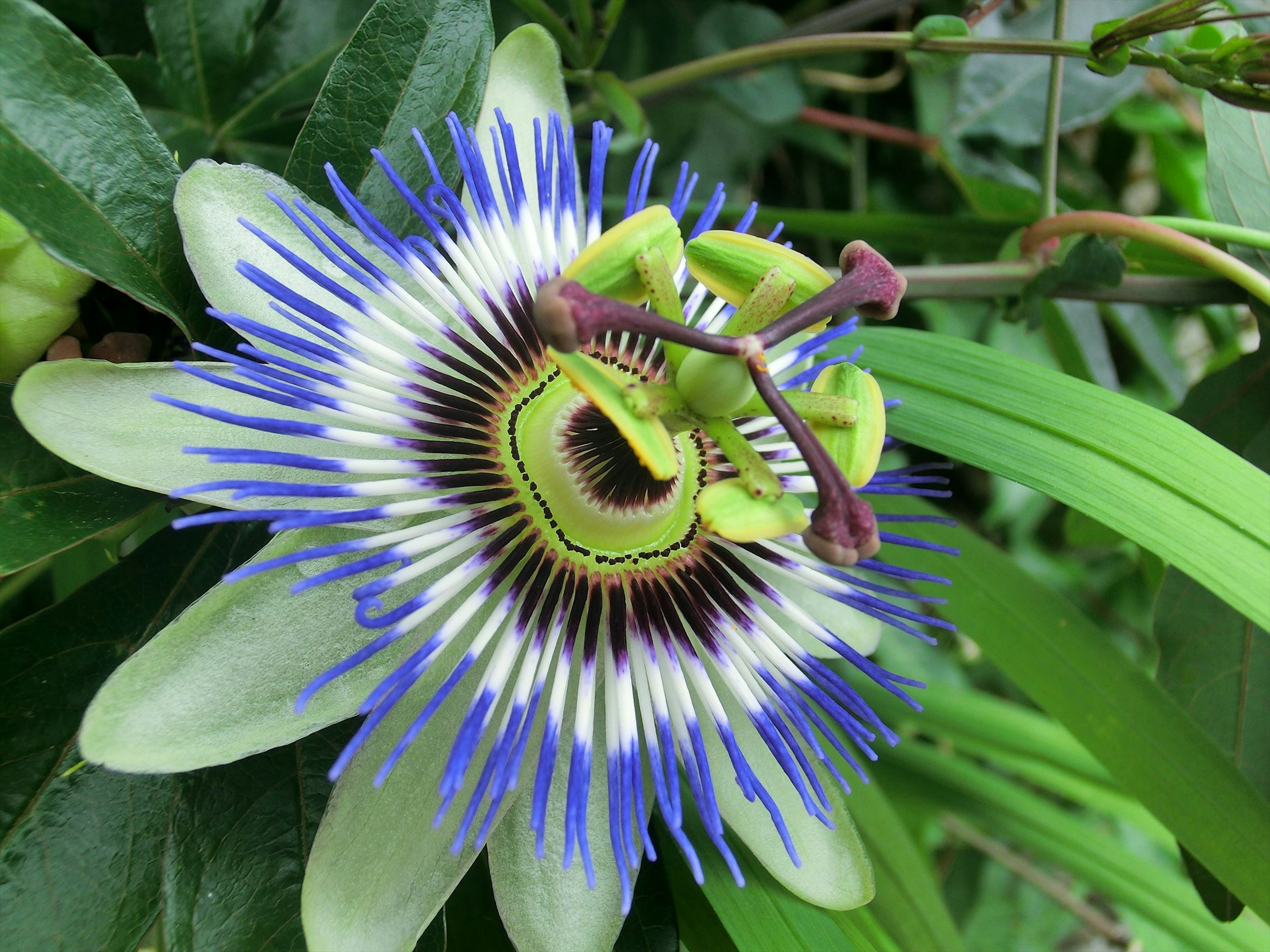 Passion flower with blue spikes and a green insect perched on it