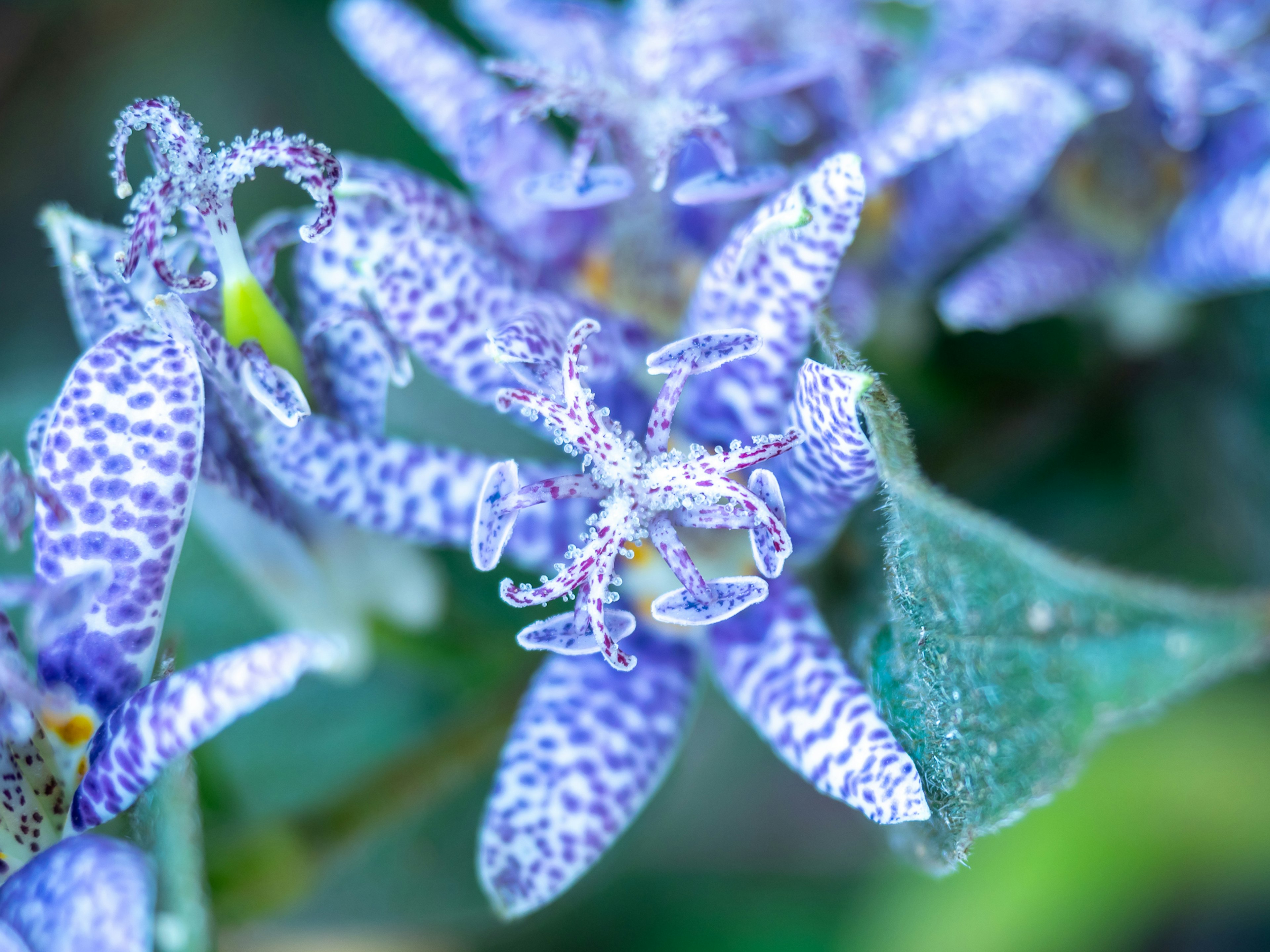 Foto ravvicinata di una pianta con petali viola