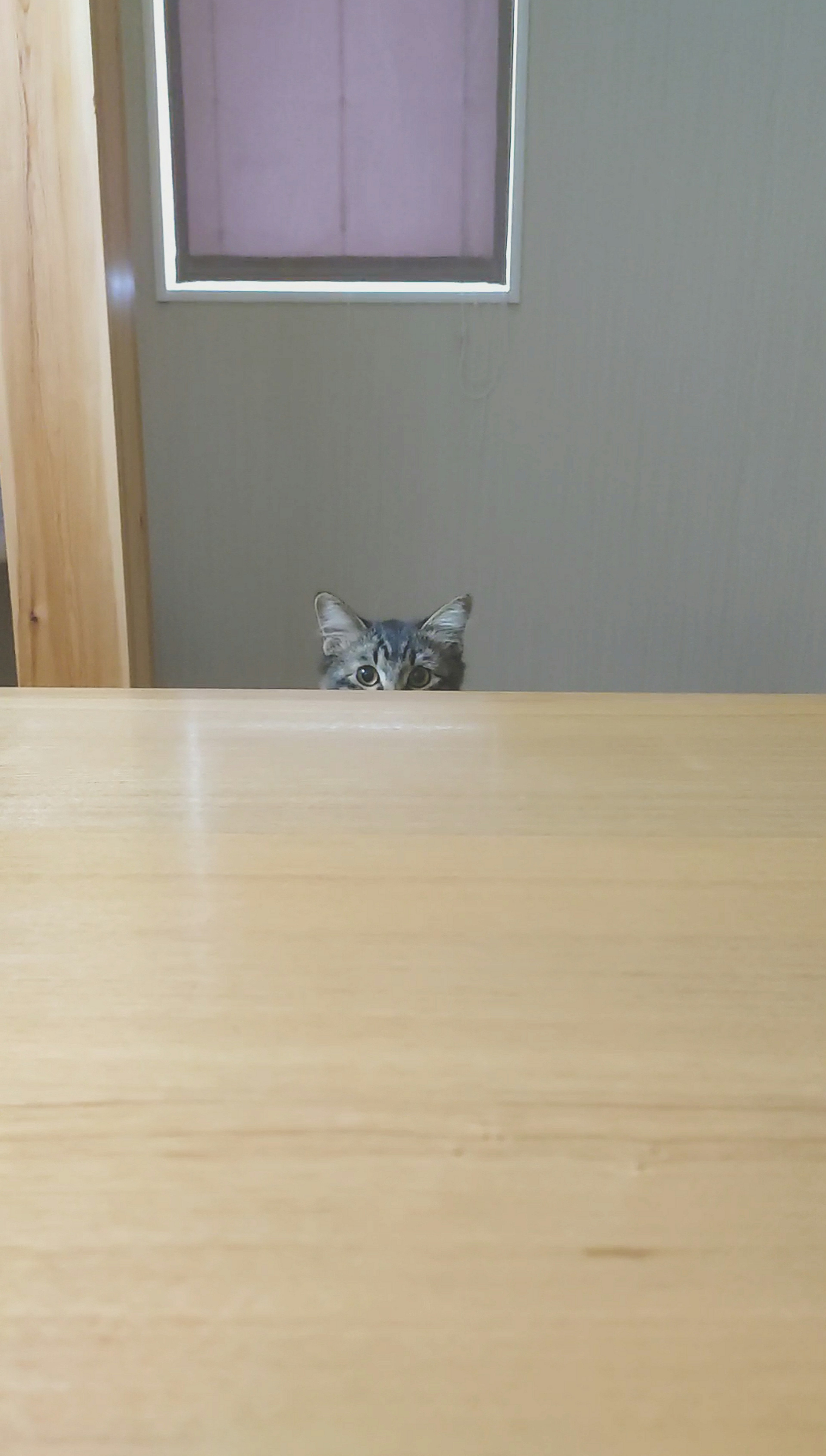 A cat peeking over a wooden table