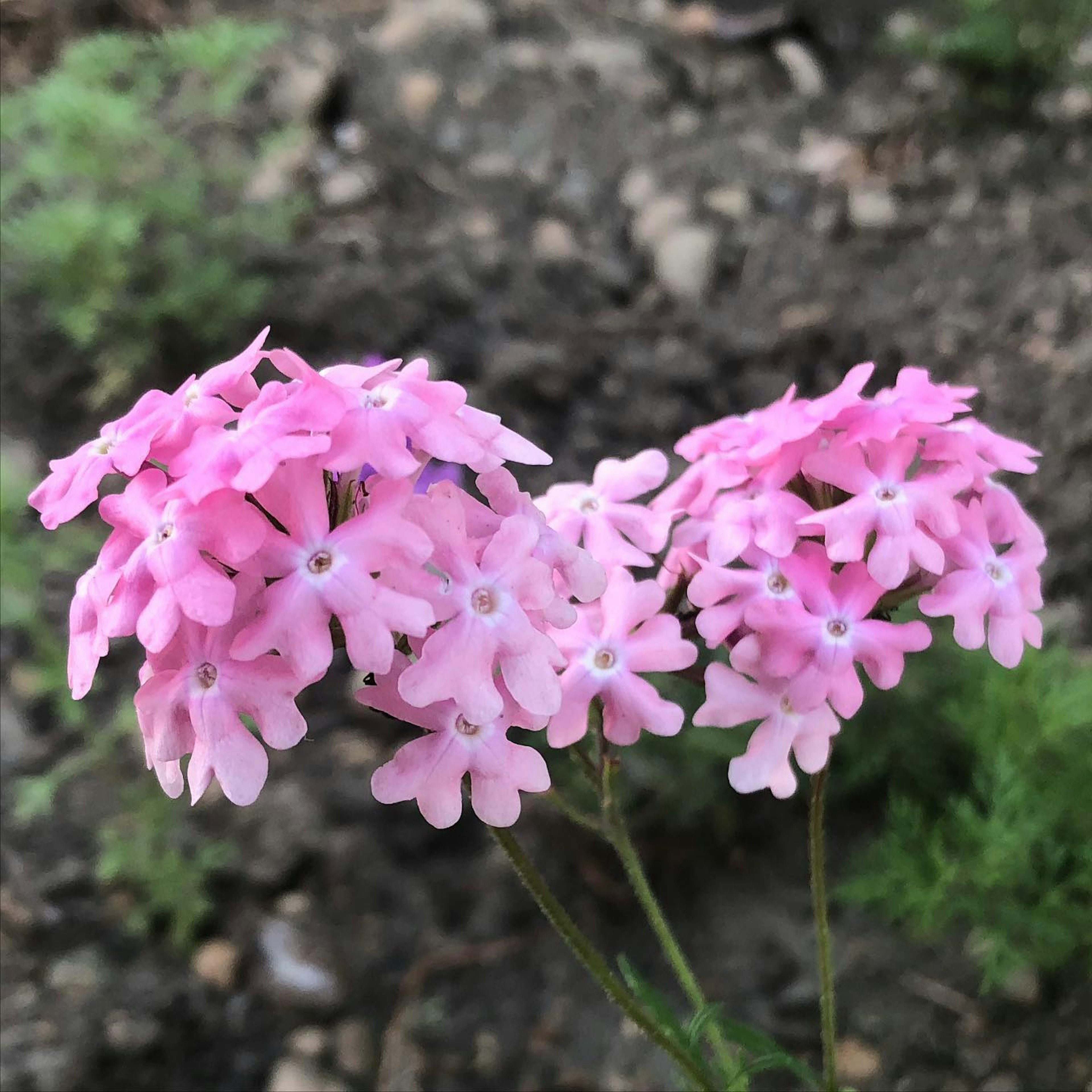 Ansammlung von kleinen rosa Blumen in Blüte