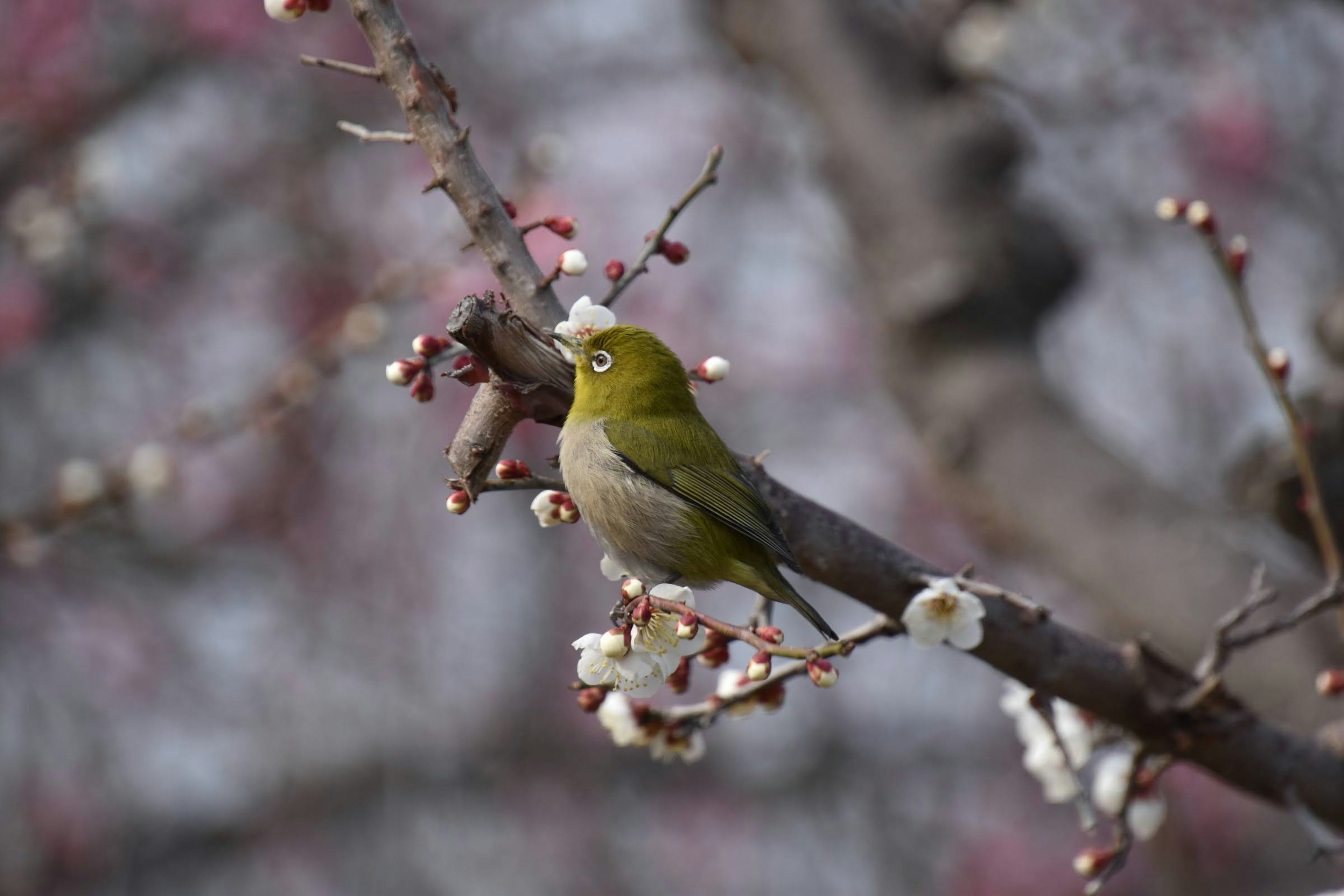 Pájaro verde posado en un árbol de ciruelas en flor