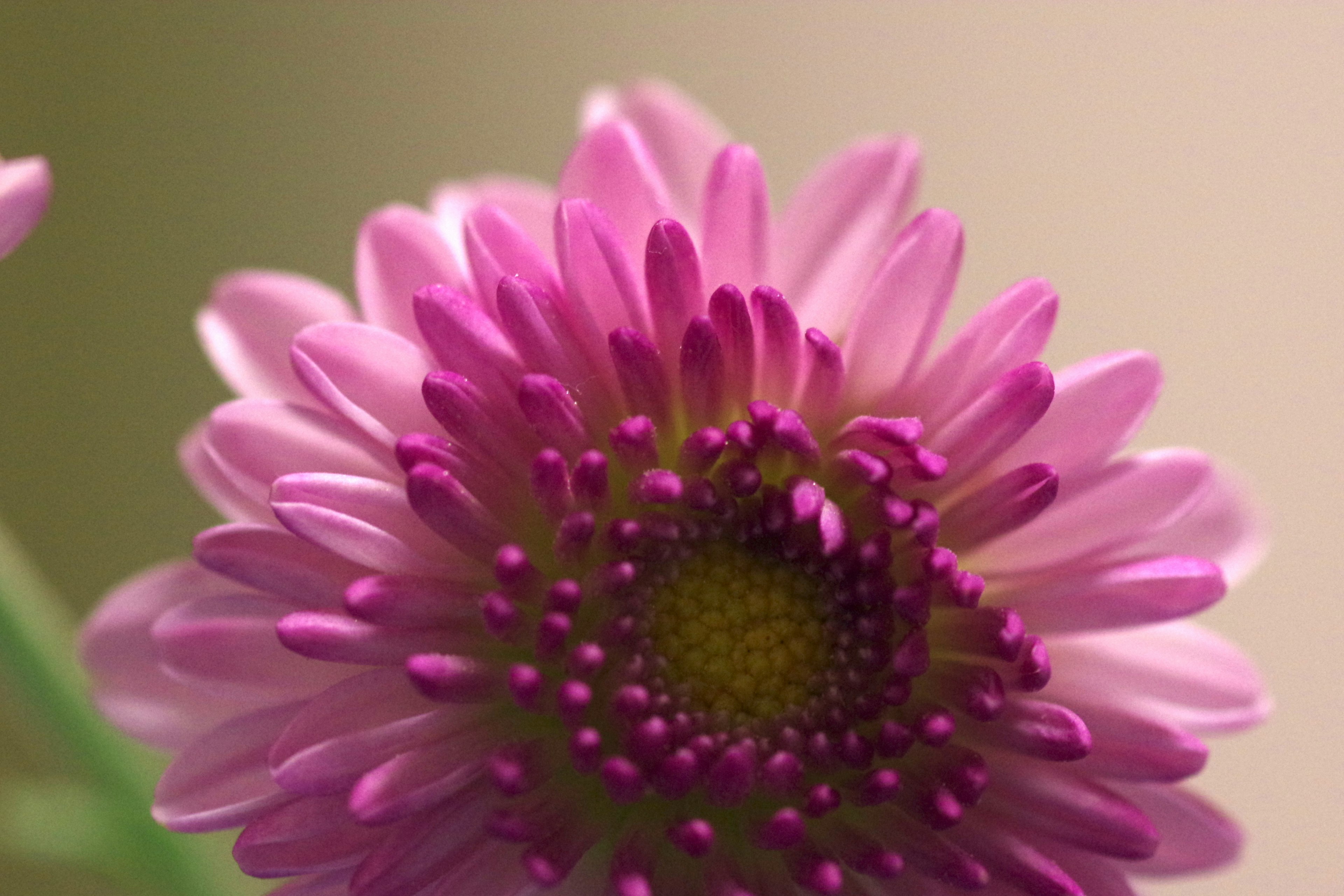 Primo piano di un fiore rosa con stami gialli al centro