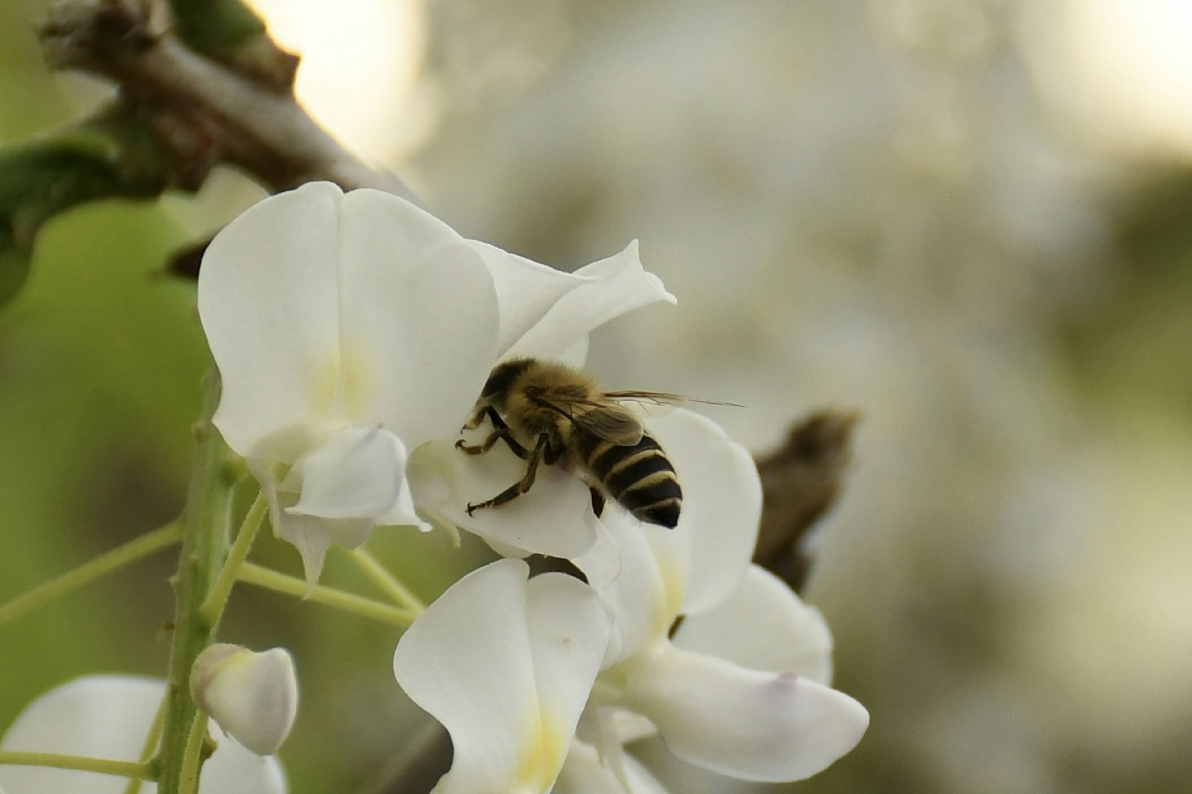 白い花に蜜を吸っている蜂のクローズアップ