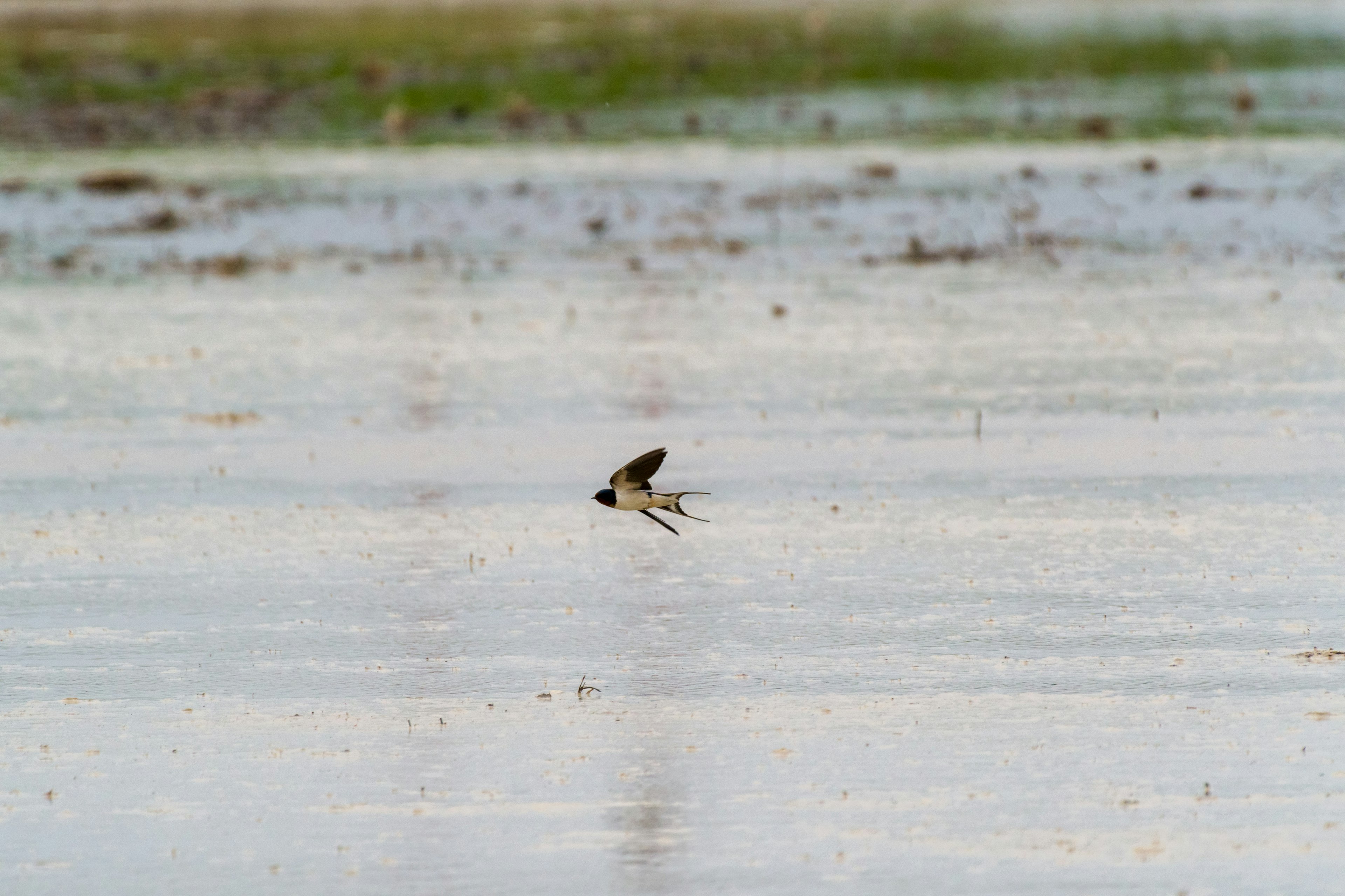 Pequeño pájaro volando sobre un área húmeda