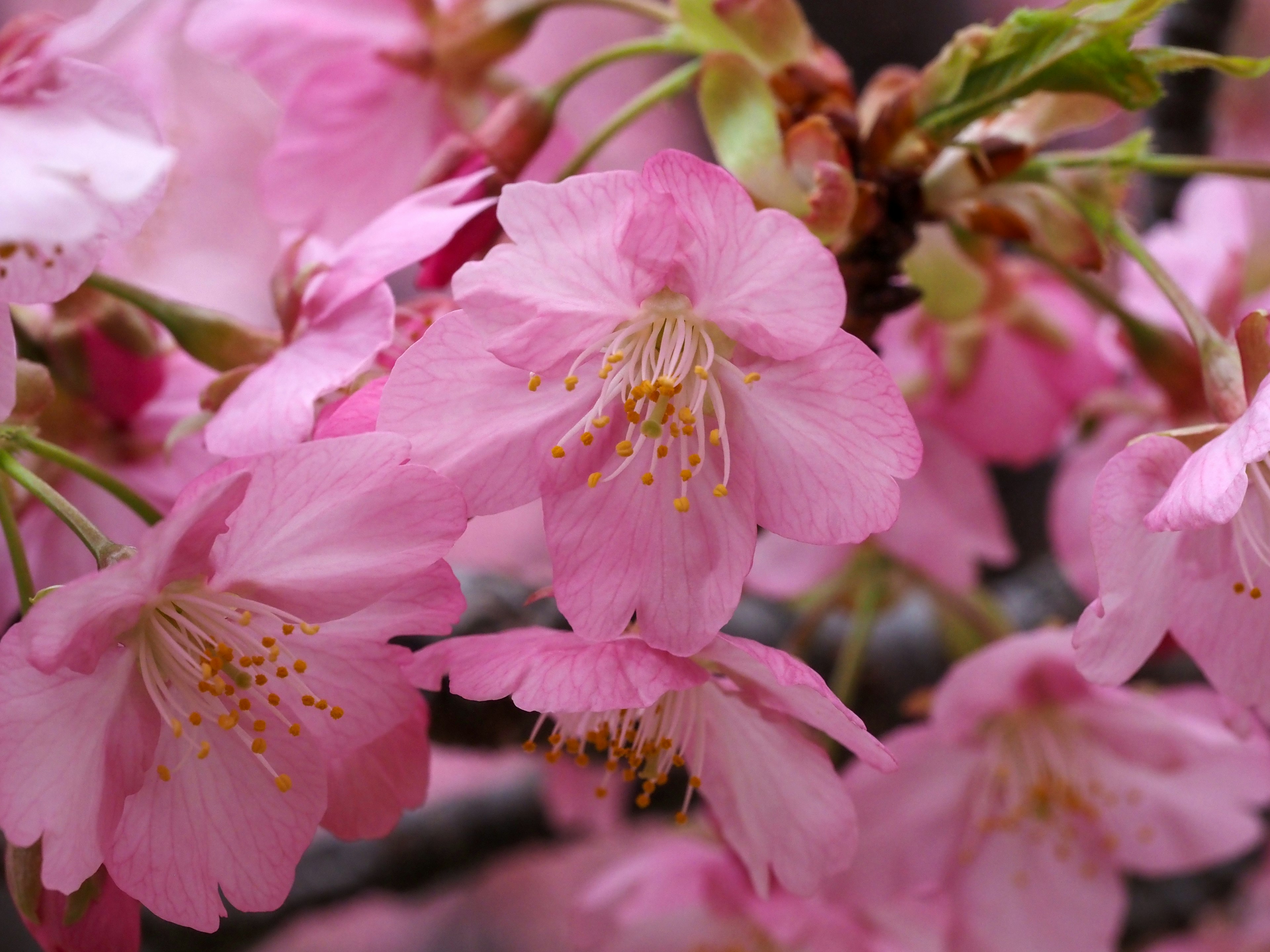 Close-up of pink cherry blossom flowers on a branch