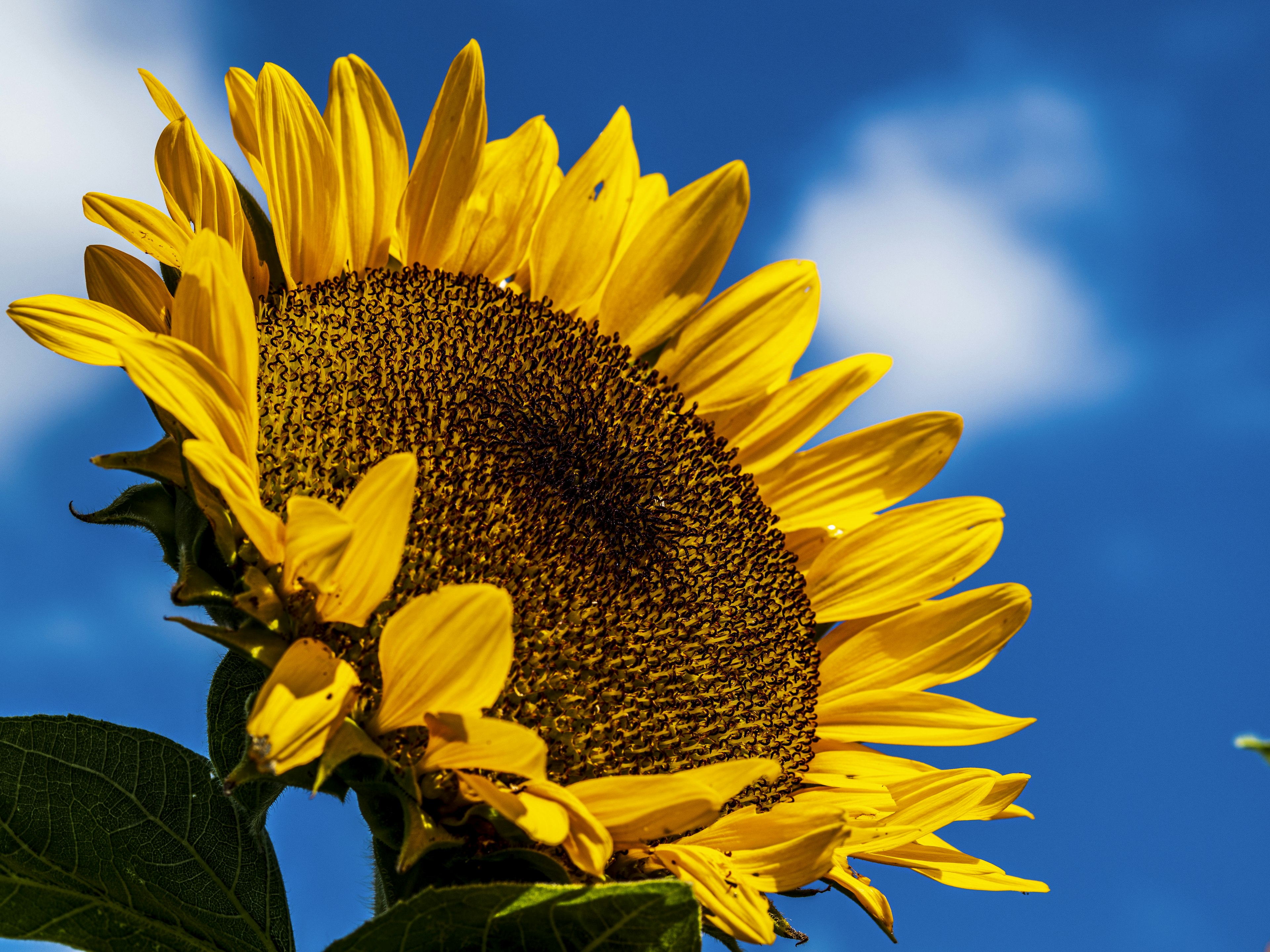 Seitenansicht einer Sonnenblume, die der Sonne zugewandt ist, mit gelben Blütenblättern und blauem Himmel