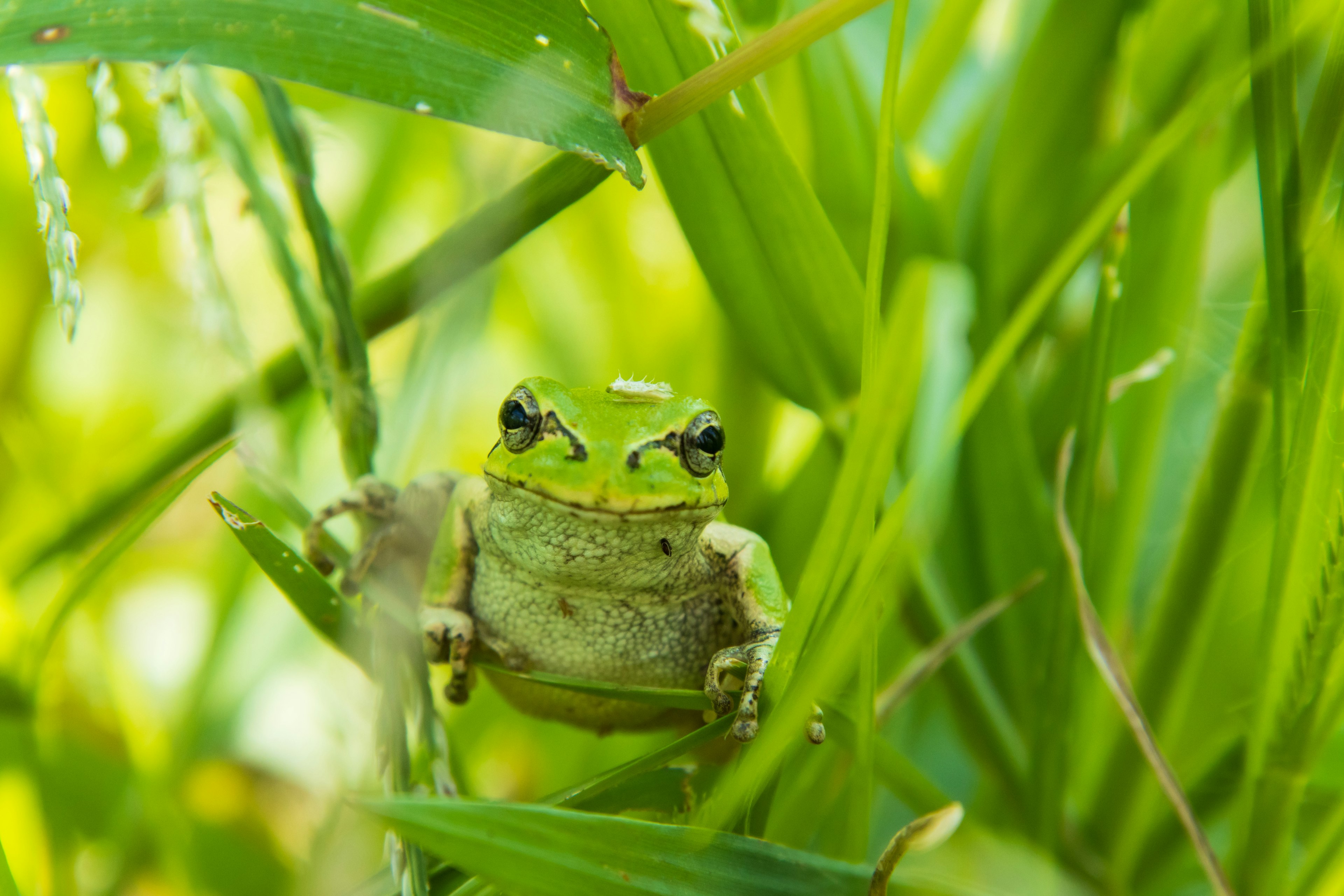 Una rana verde sentada entre la hierba verde