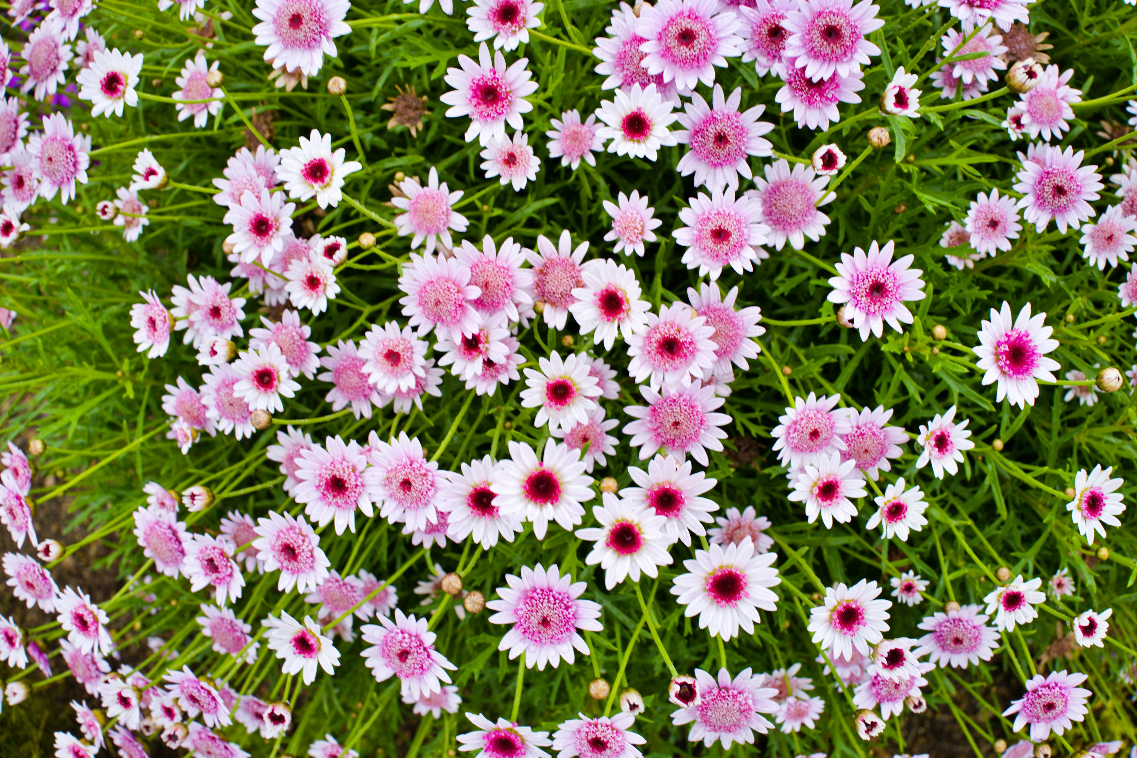 ピンクの花が咲いている風景 草の中に広がる花々