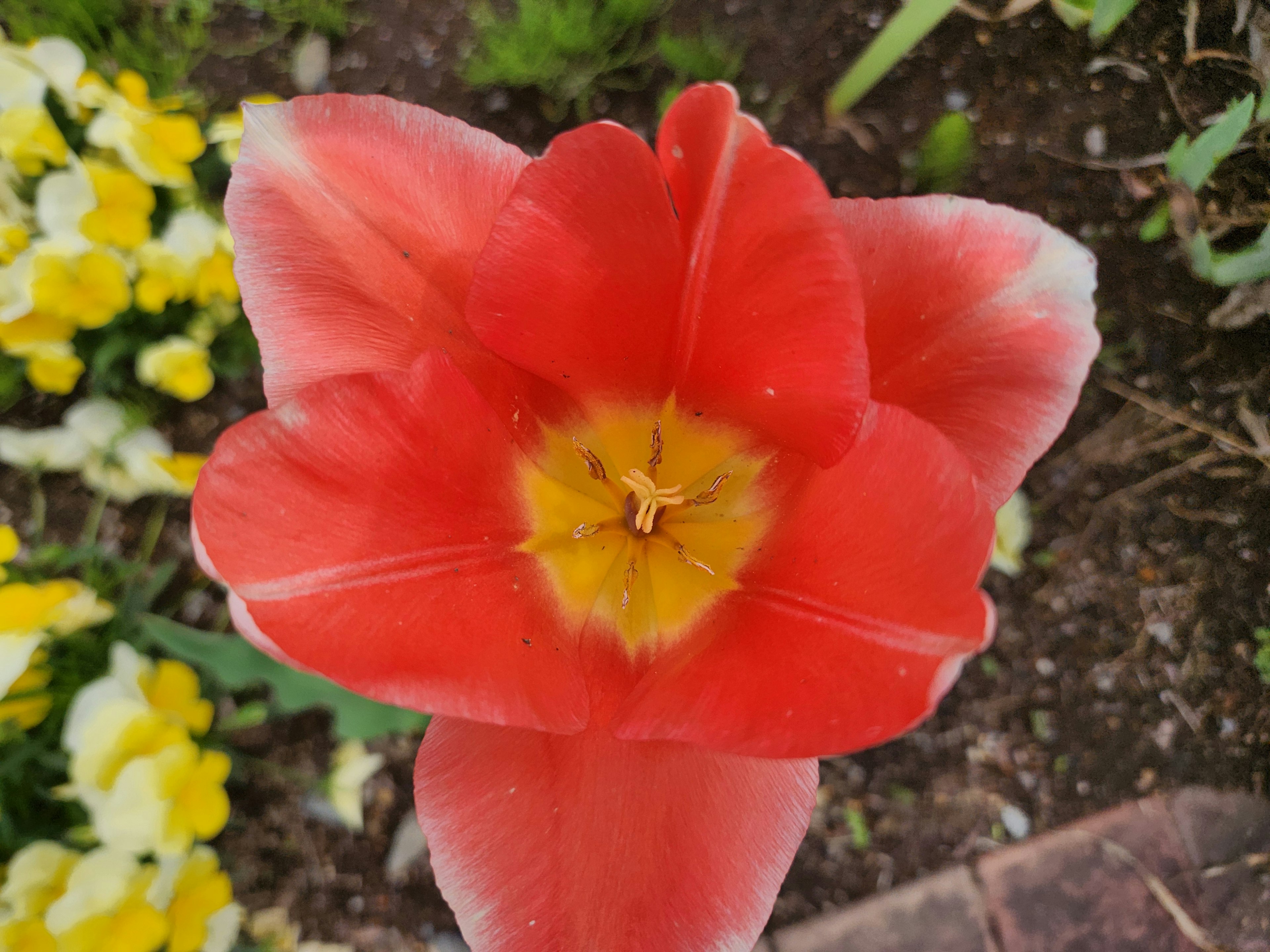 鮮やかな赤色のチューリップの花が中心に黄色い部分を持つ