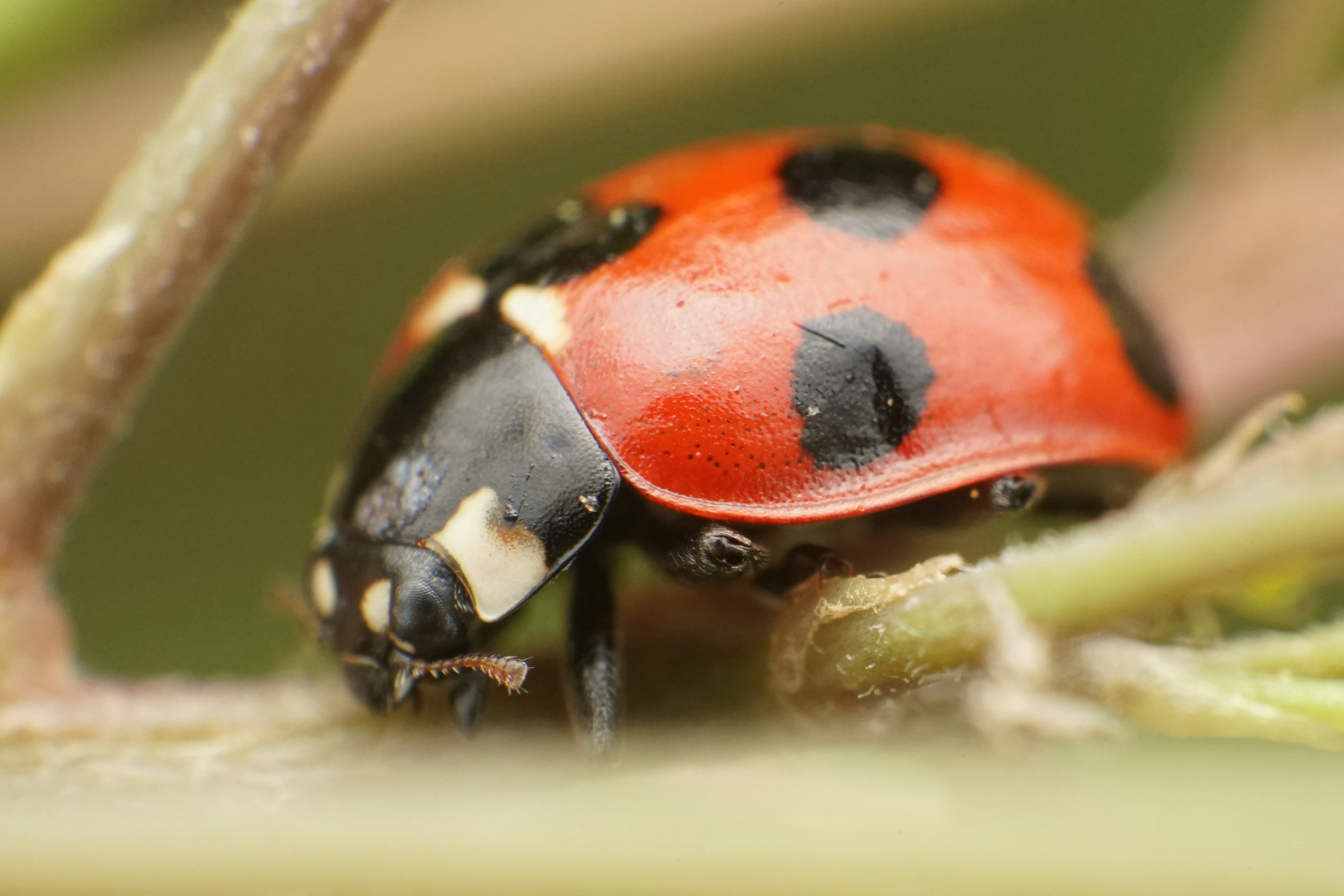 Una mariquita con cuerpo rojo y manchas negras descansando sobre una hoja