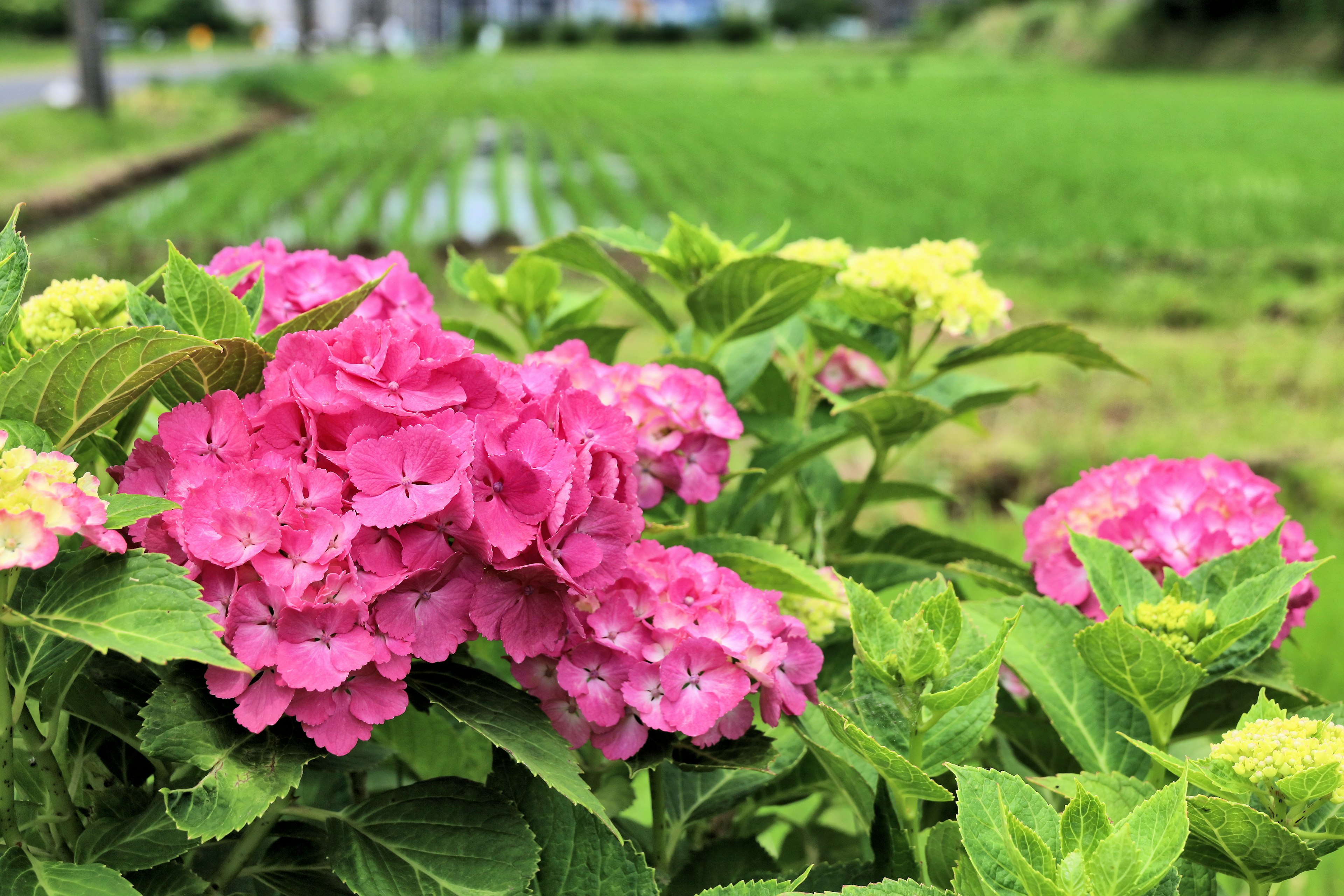 ดอกไฮเดรนเยียสีชมพูและสีเหลืองสดใสเบ่งบานอยู่หน้าทุ่งนาสีเขียว