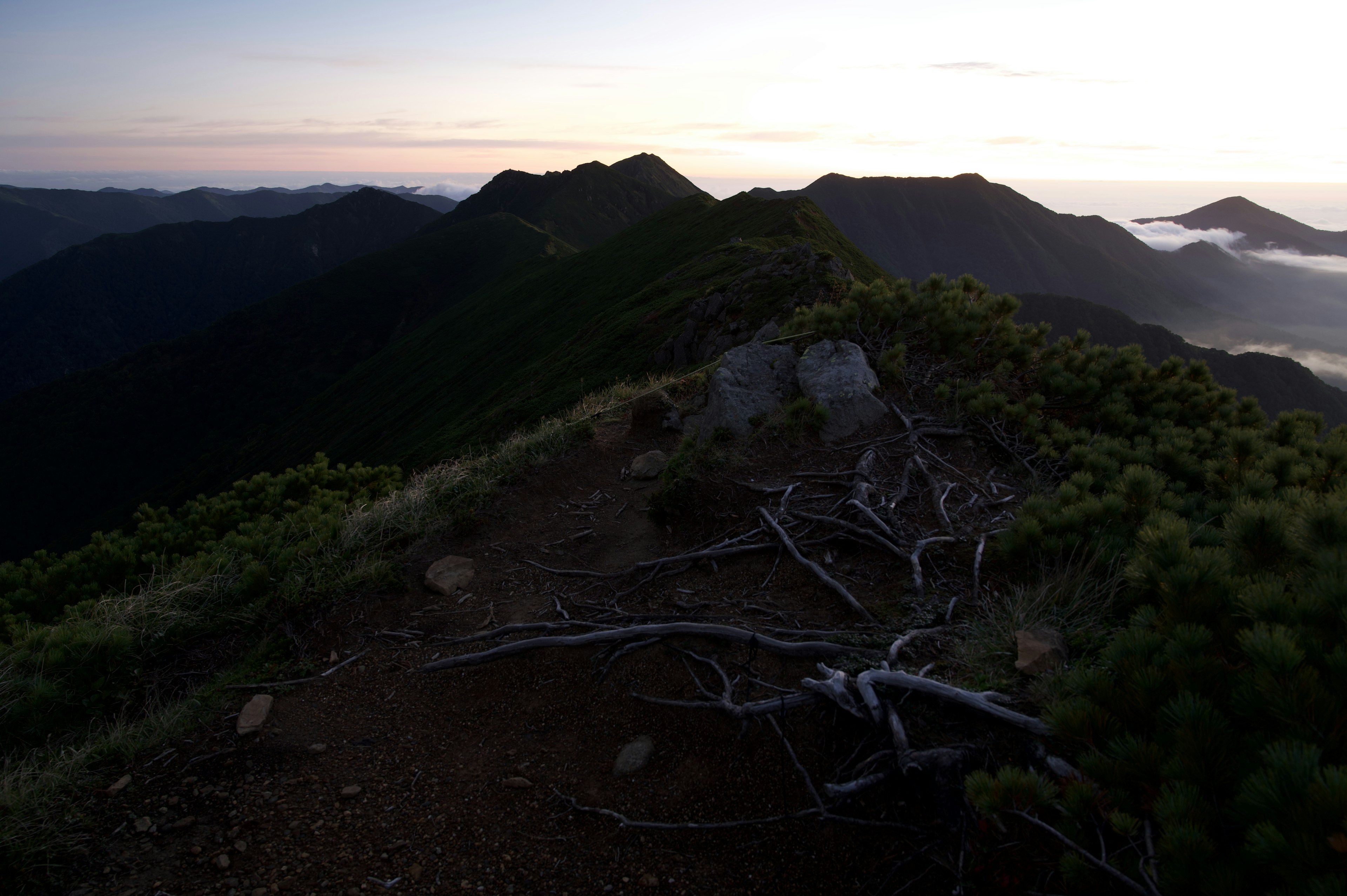 山の頂上からの眺めで、夕暮れの薄明かりが広がる風景と枯れ木の根