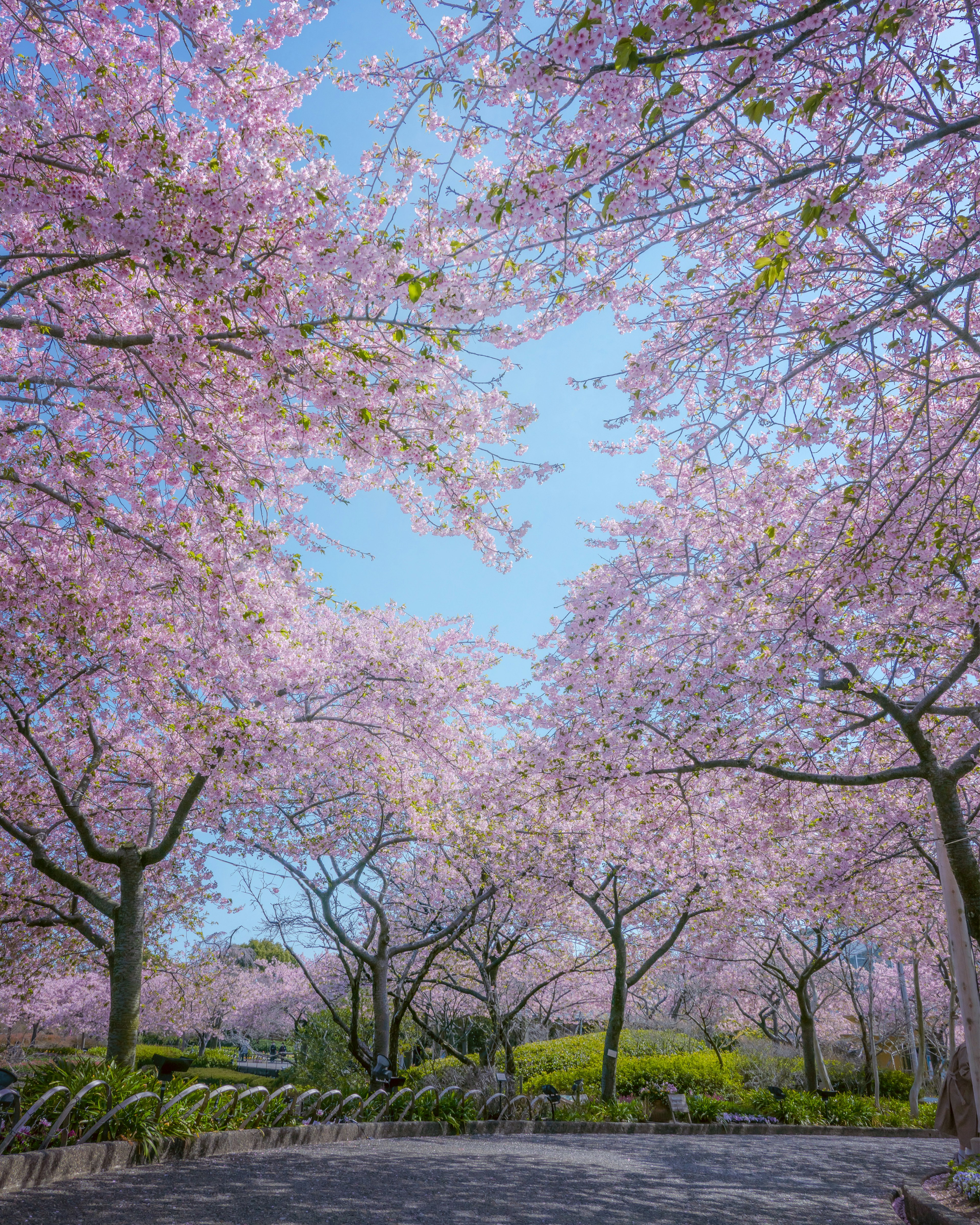 Beautiful landscape of cherry blossom trees with pink flowers under a blue sky