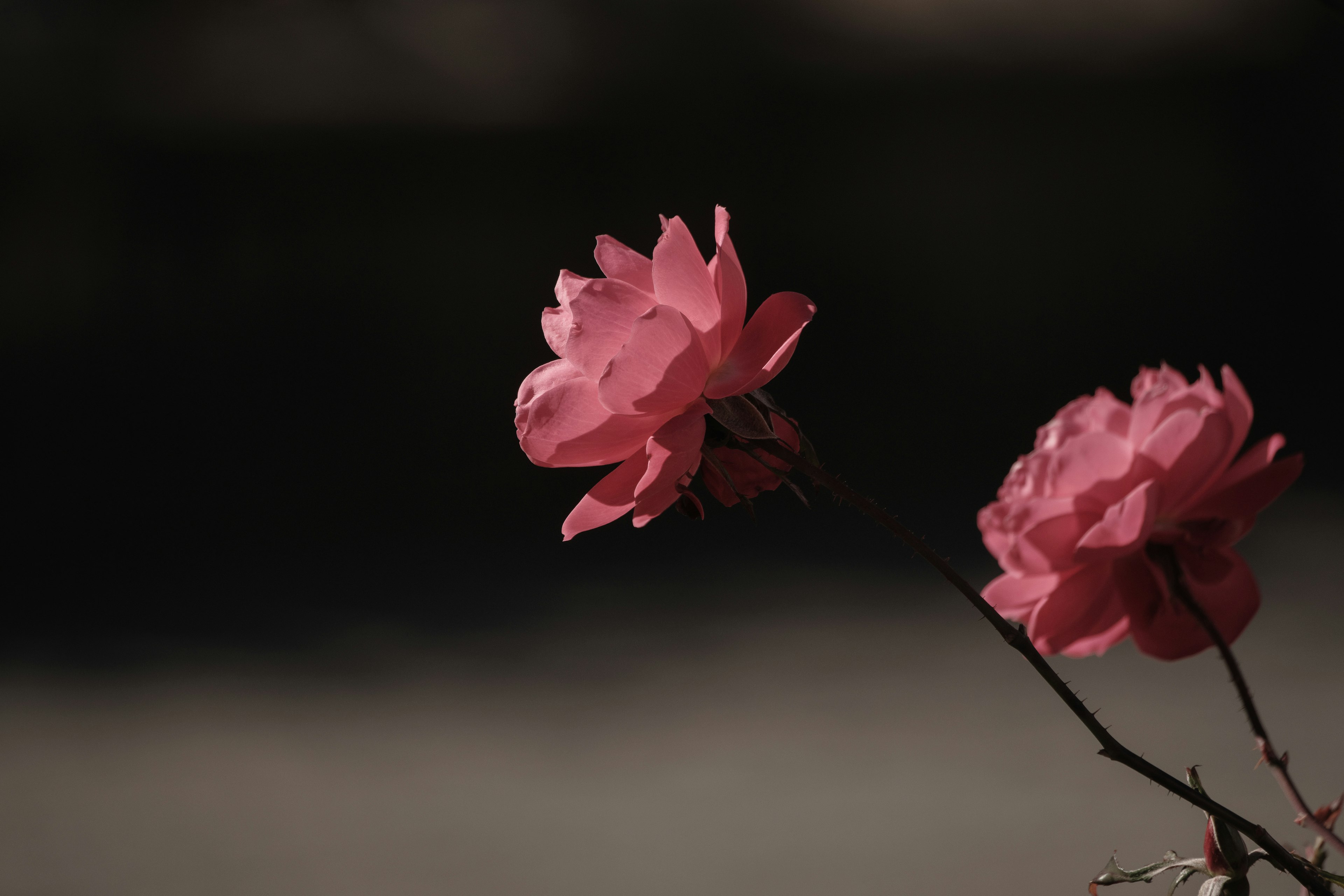 薄暗い背景に咲くピンクの花のクローズアップ