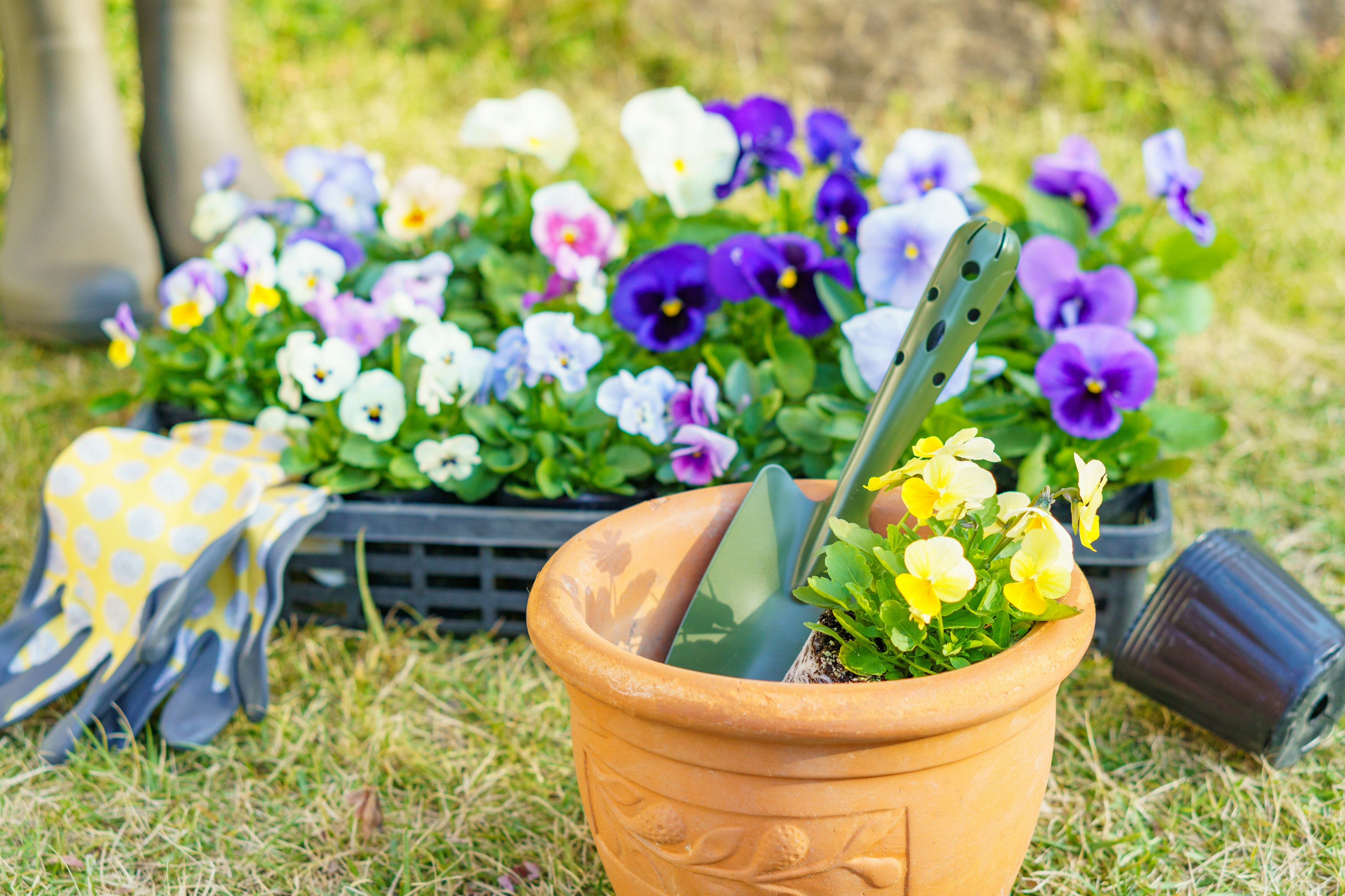 Garden scene with gardening tools and blooming potted flowers