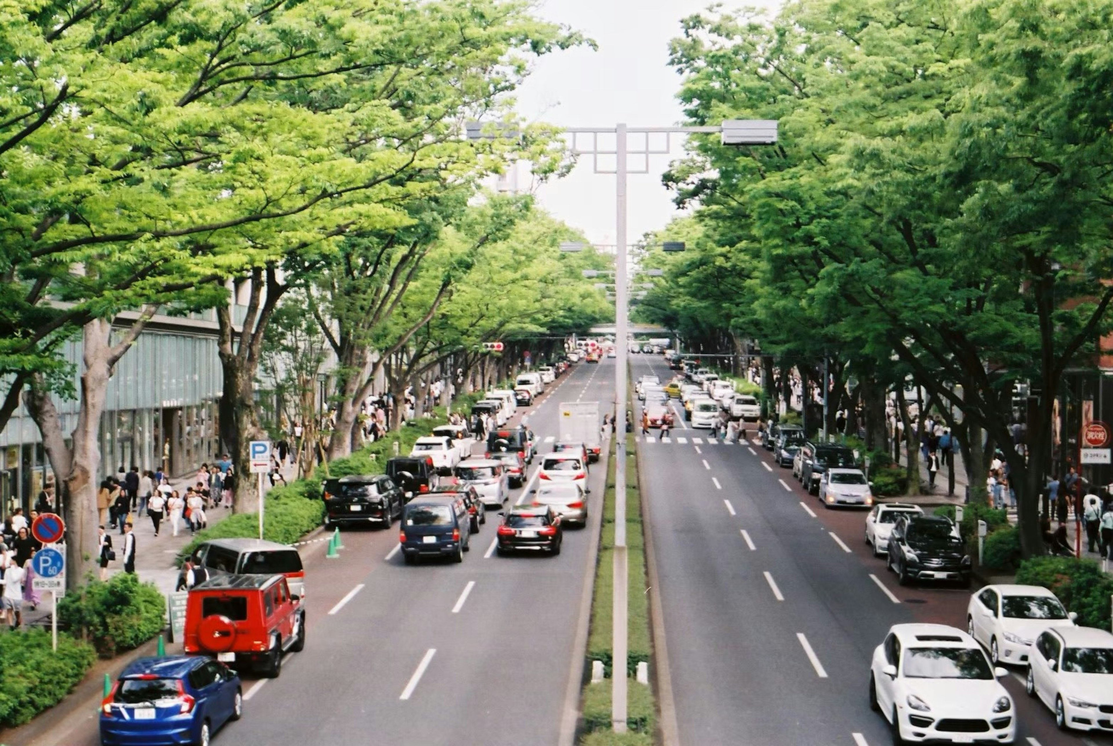 緑豊かな街路と交通の様子を捉えた画像