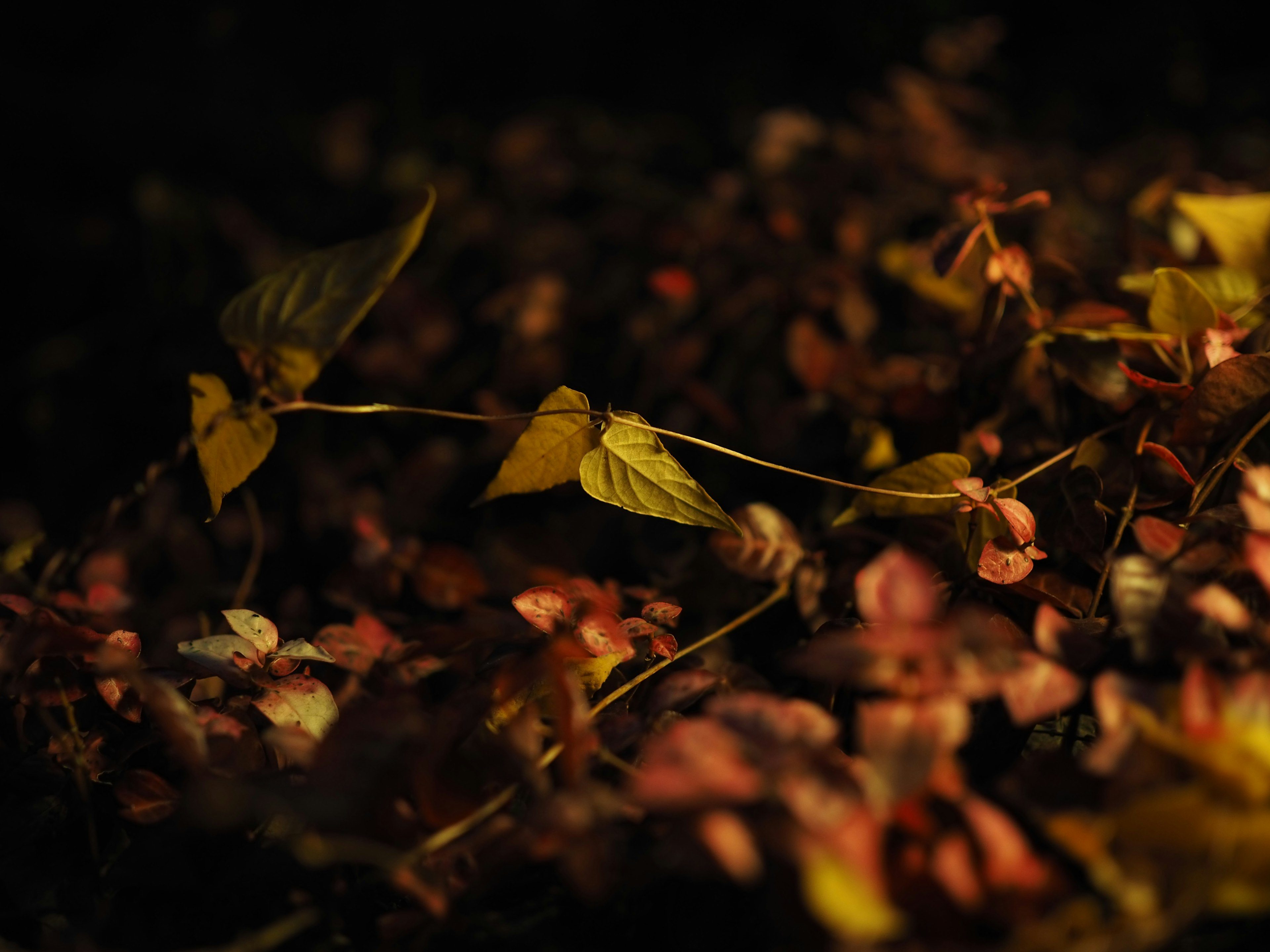 Colorful leaves illuminated against a dark background showcasing natural details