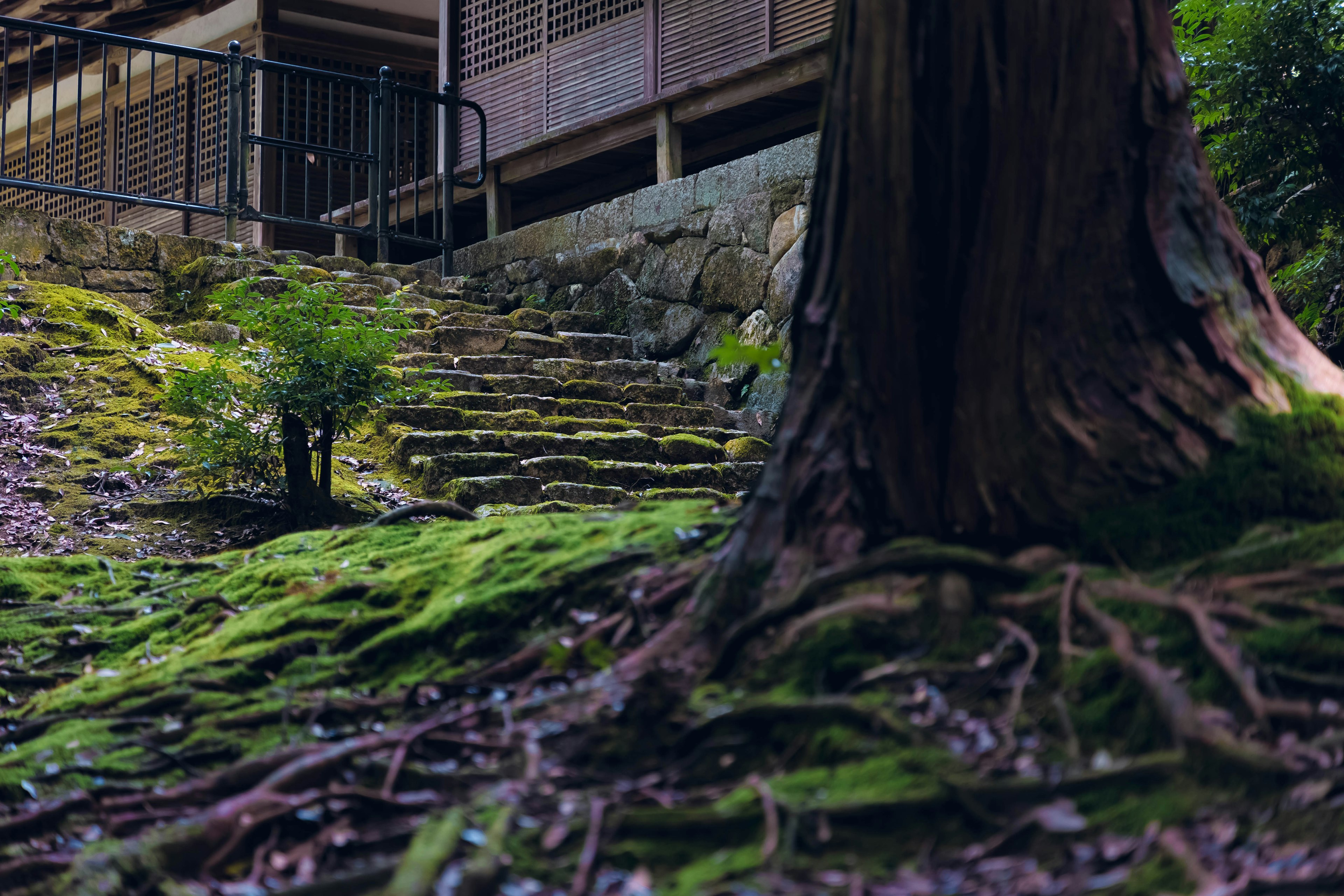 A serene view featuring moss-covered stone steps and tree roots