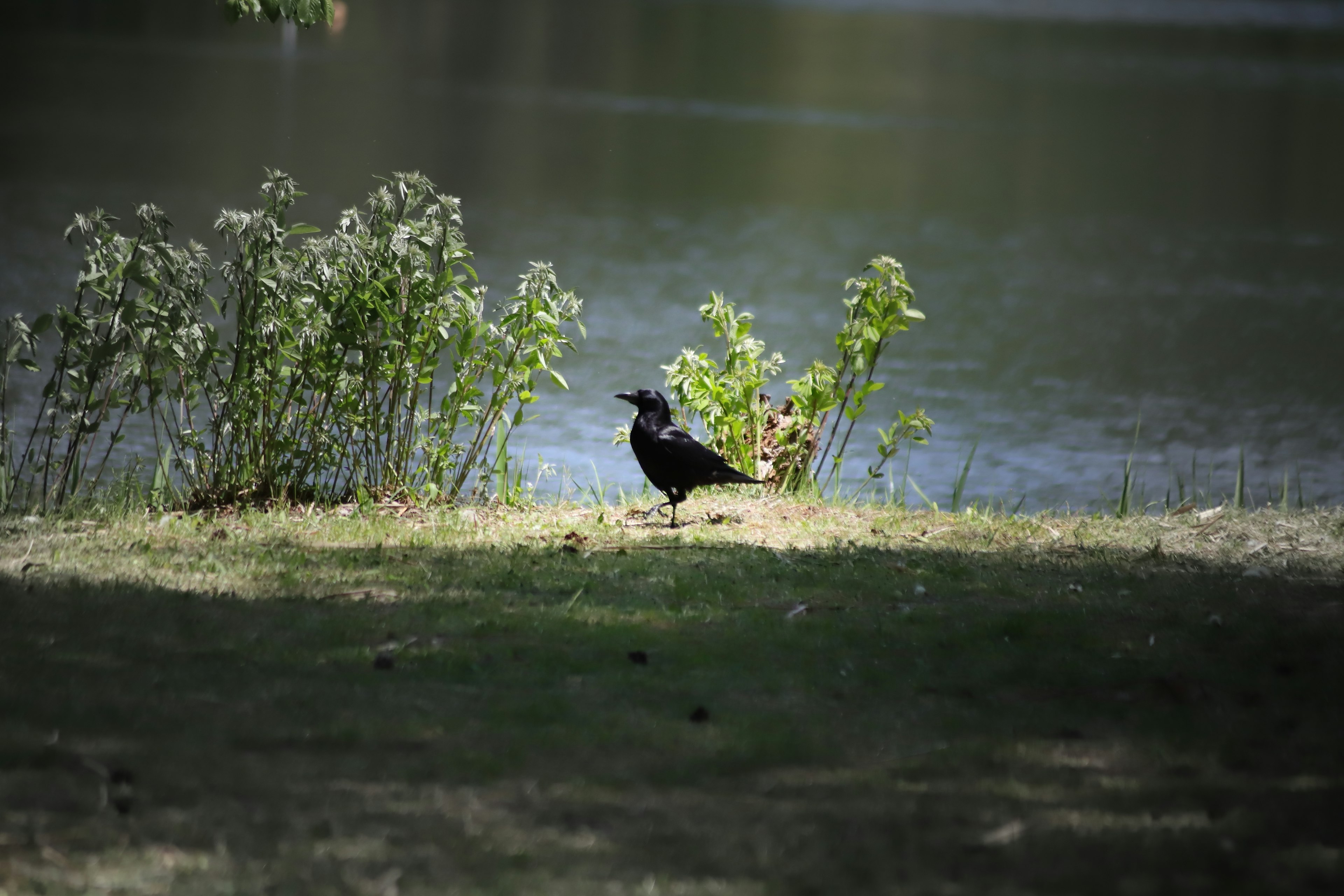 湖の近くの黒い鳥と緑の植物がある風景