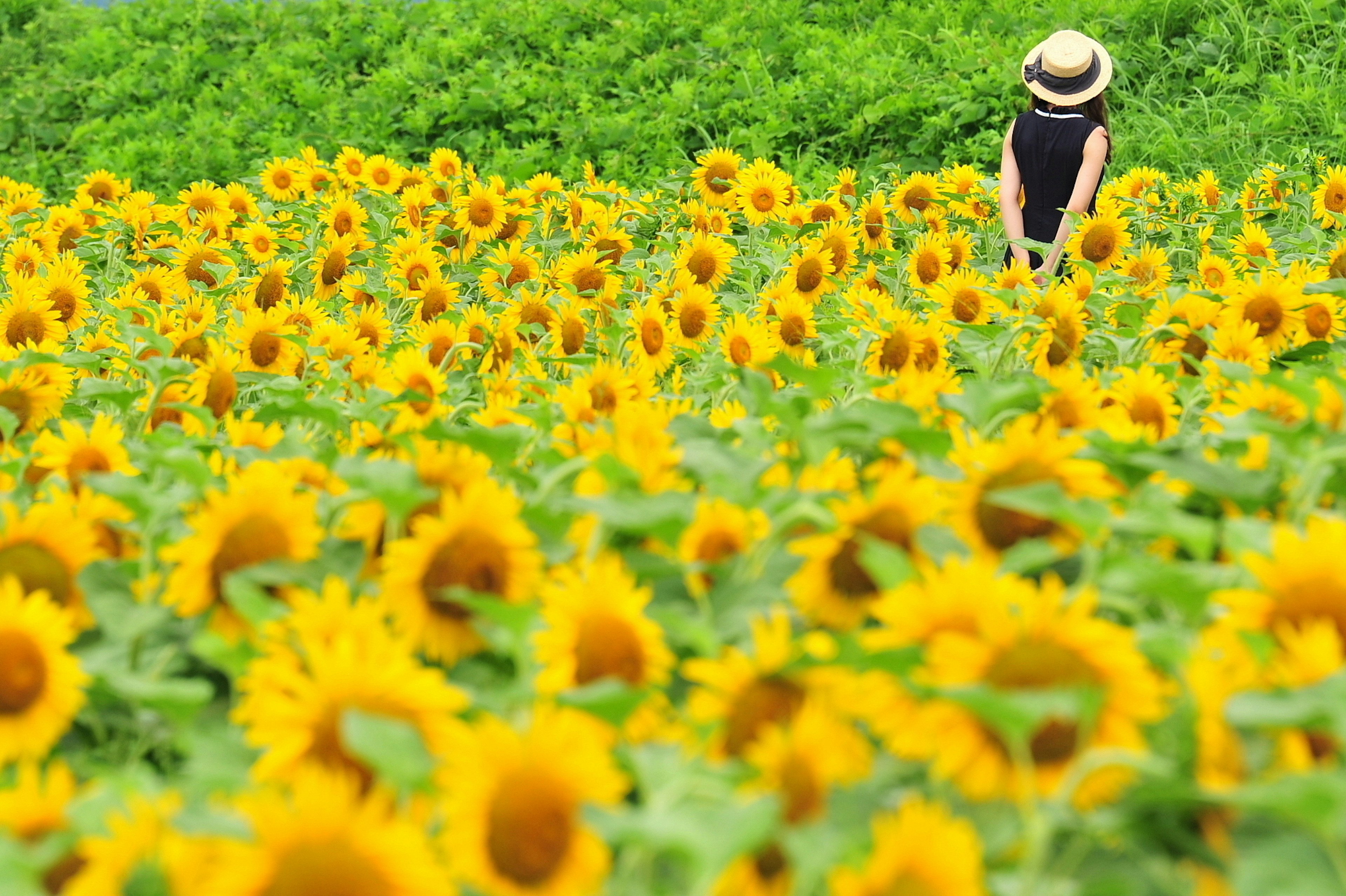 Frau steht in einem Sonnenblumenfeld umgeben von leuchtend gelben Blumen und grünem Laub