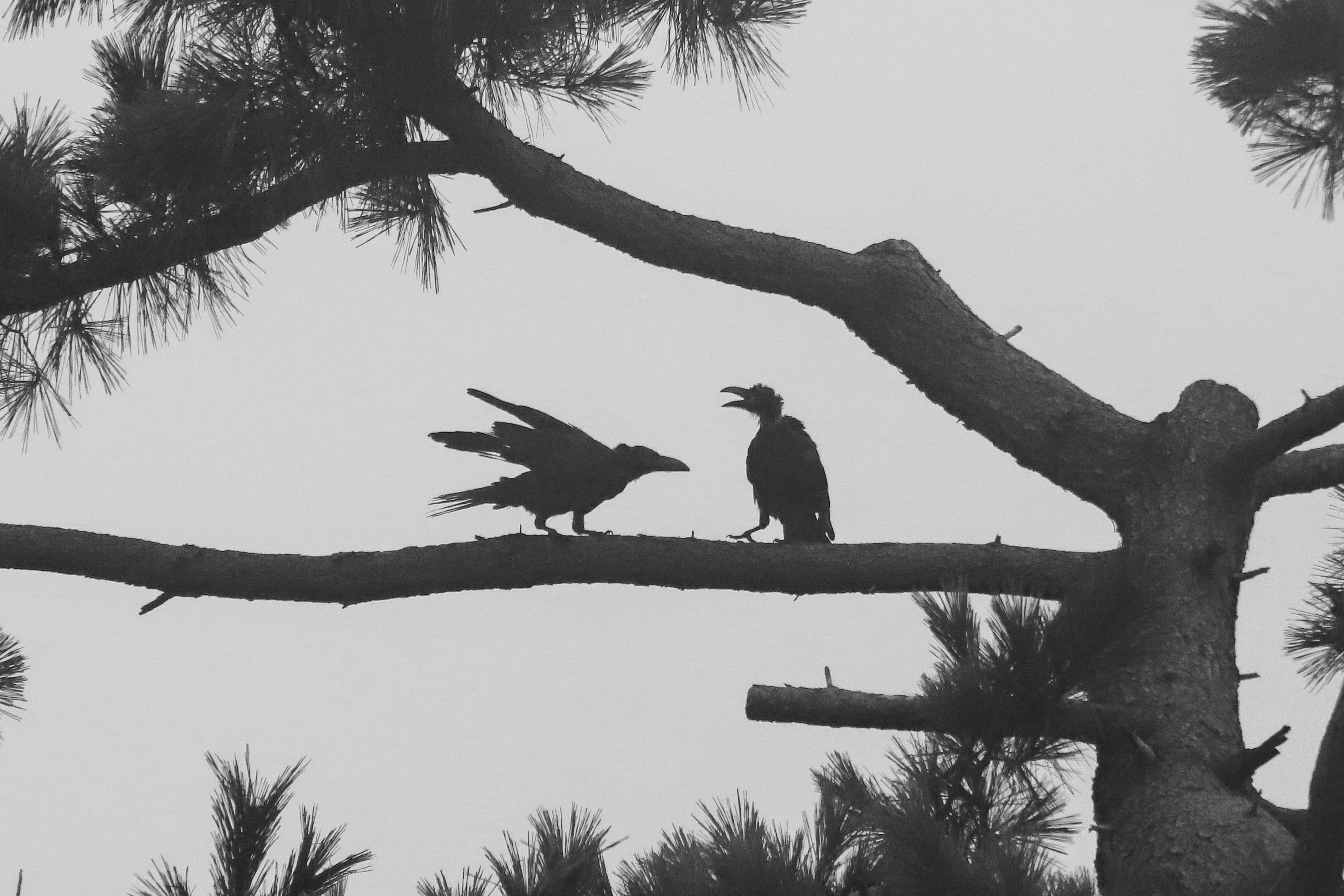 Silhouette von zwei Krähen auf einem Baumzweig