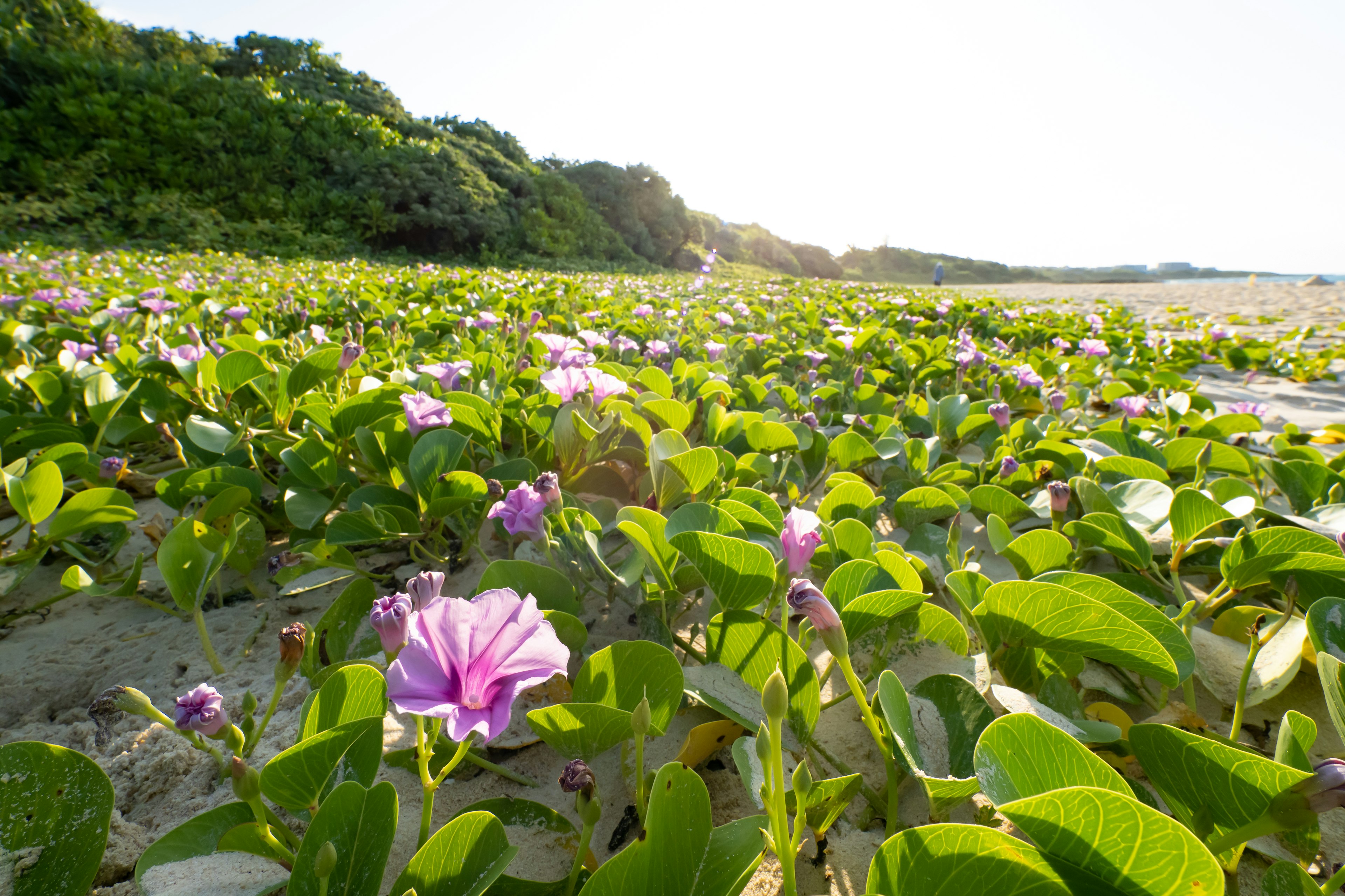 Field of pink flowers and green leaves on a beach