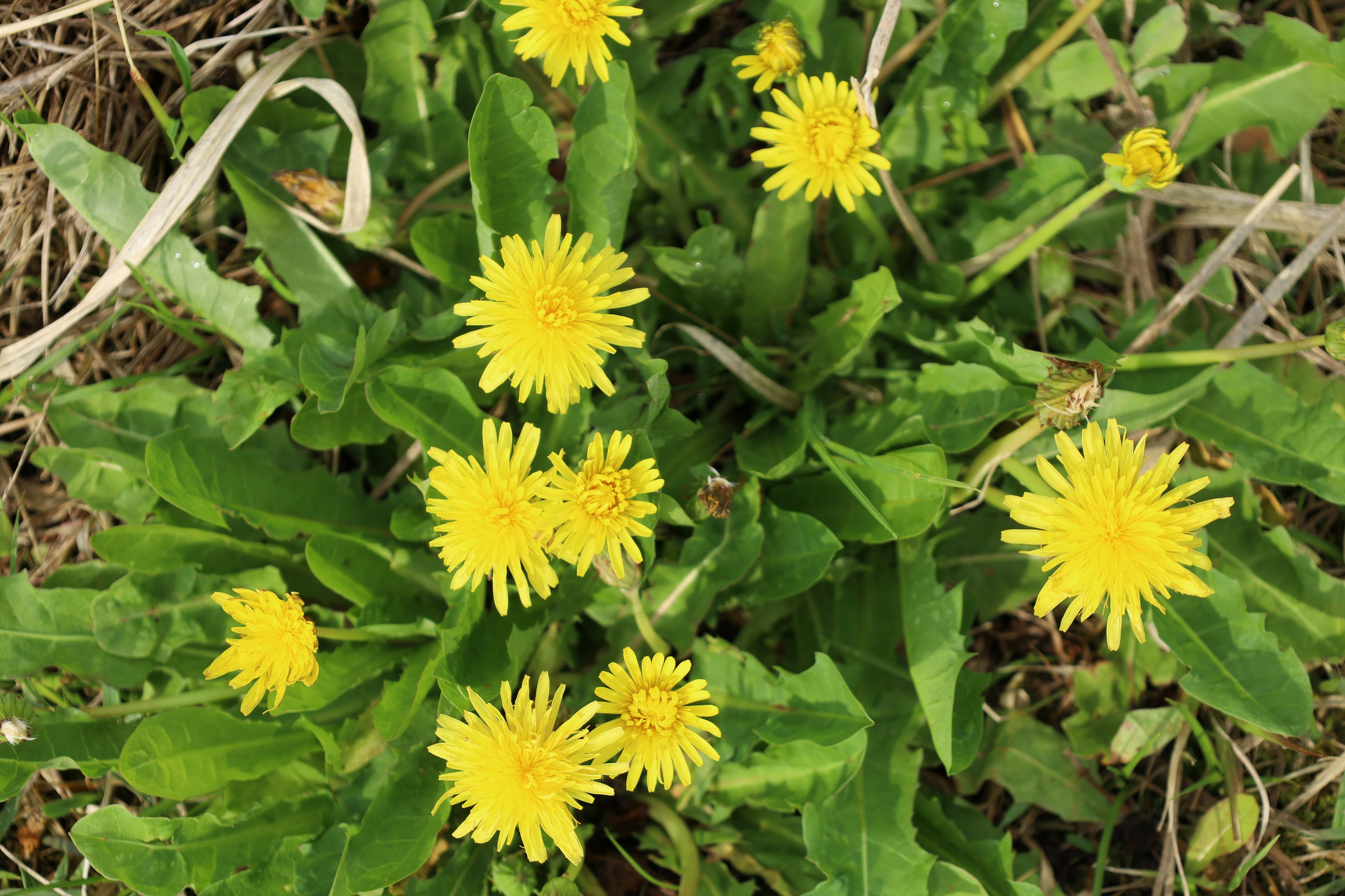 Fleurs de pissenlit jaunes fleurissant parmi des feuilles vertes