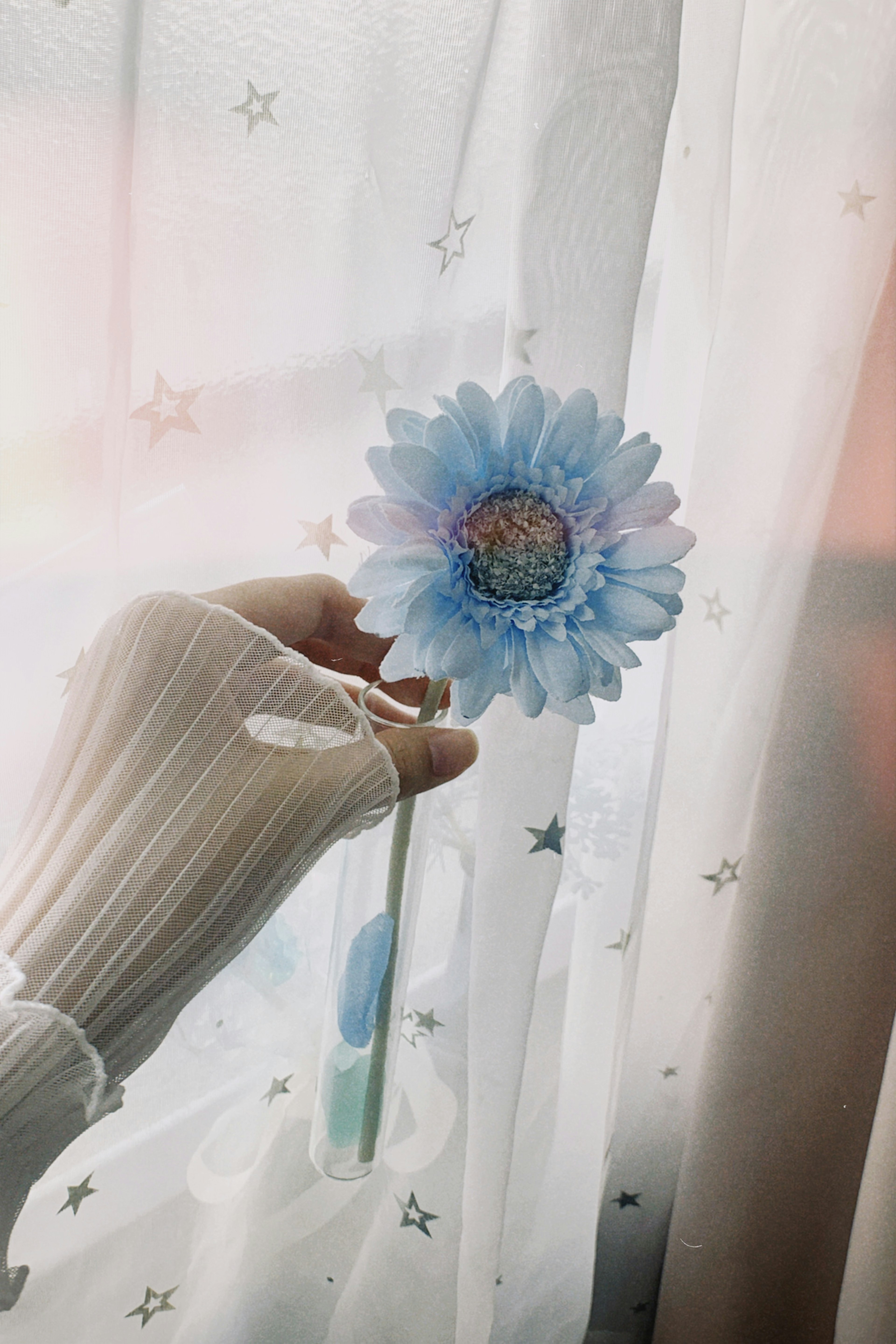 Hand holding a blue flower near a sheer curtain