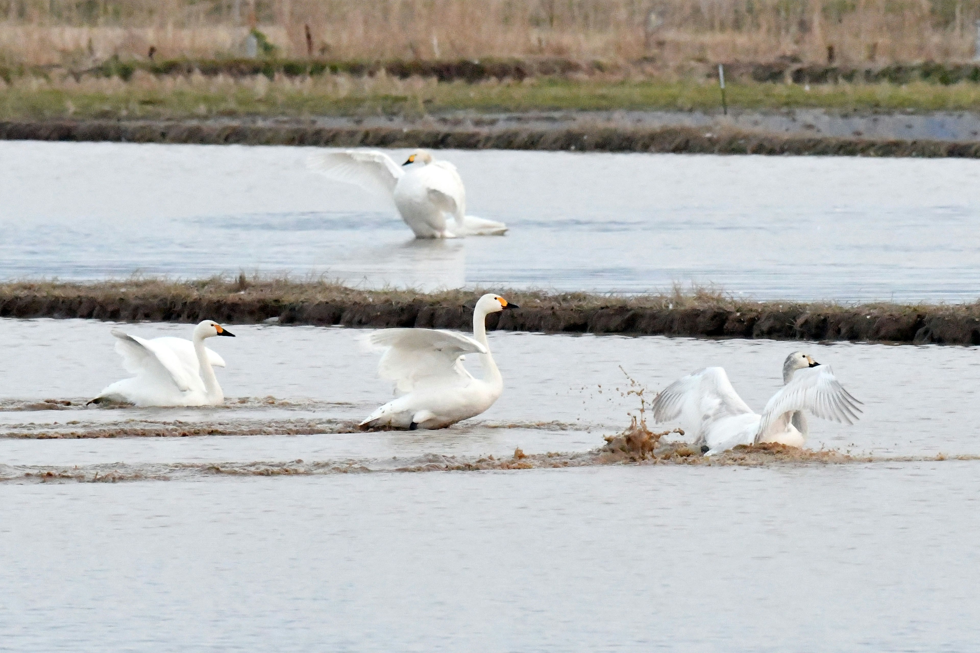 Une scène sereine de cygnes nageant sur une surface d'eau calme