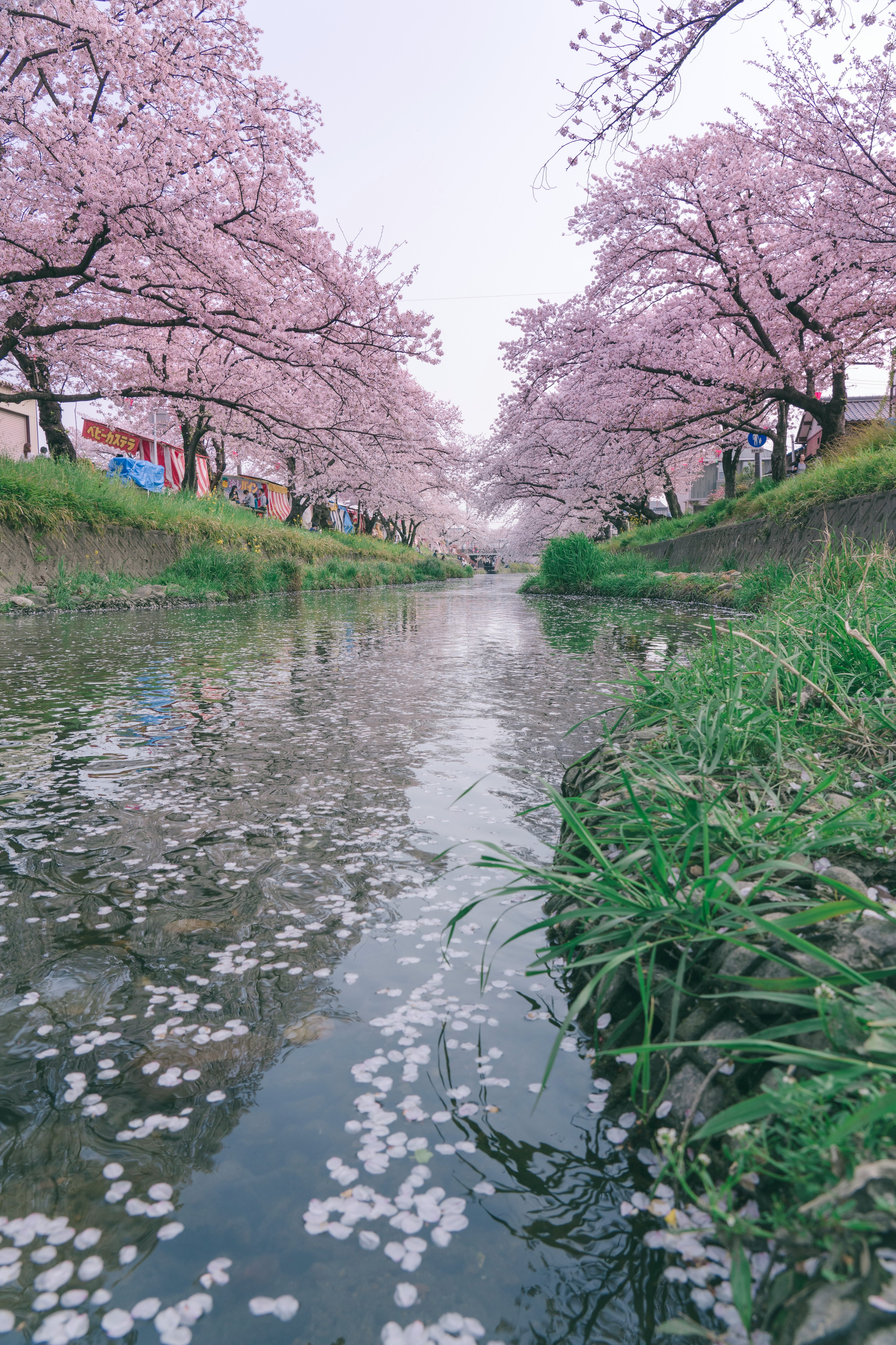 沿着盛开的樱花树的小河的风景 花瓣漂浮在水面上