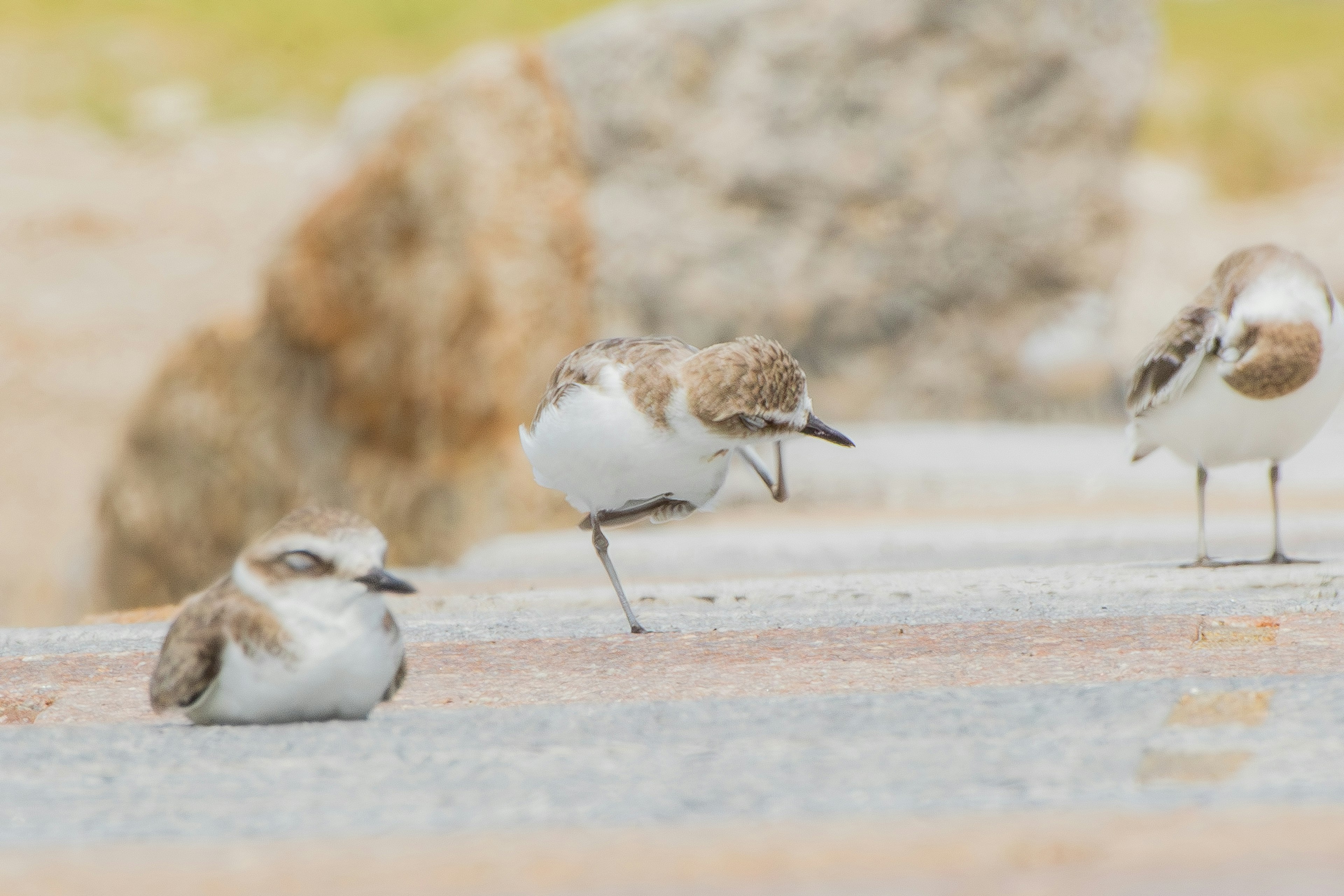 Tre piccoli uccelli che riposano vicino a rocce in un ambiente naturale