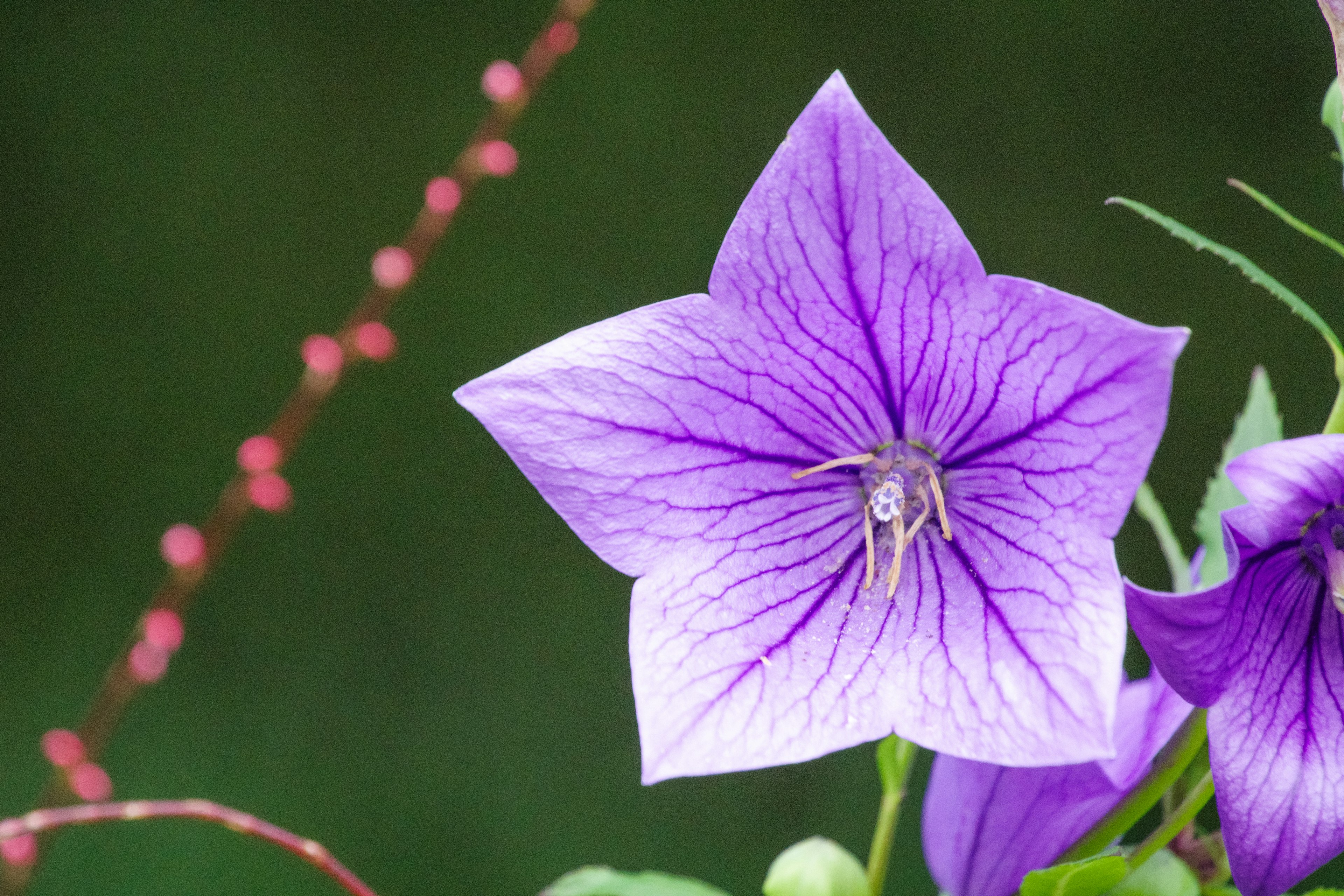 紫色の花のクローズアップ 緑の背景に対して際立つ しっかりした花びらと細かい線が特徴