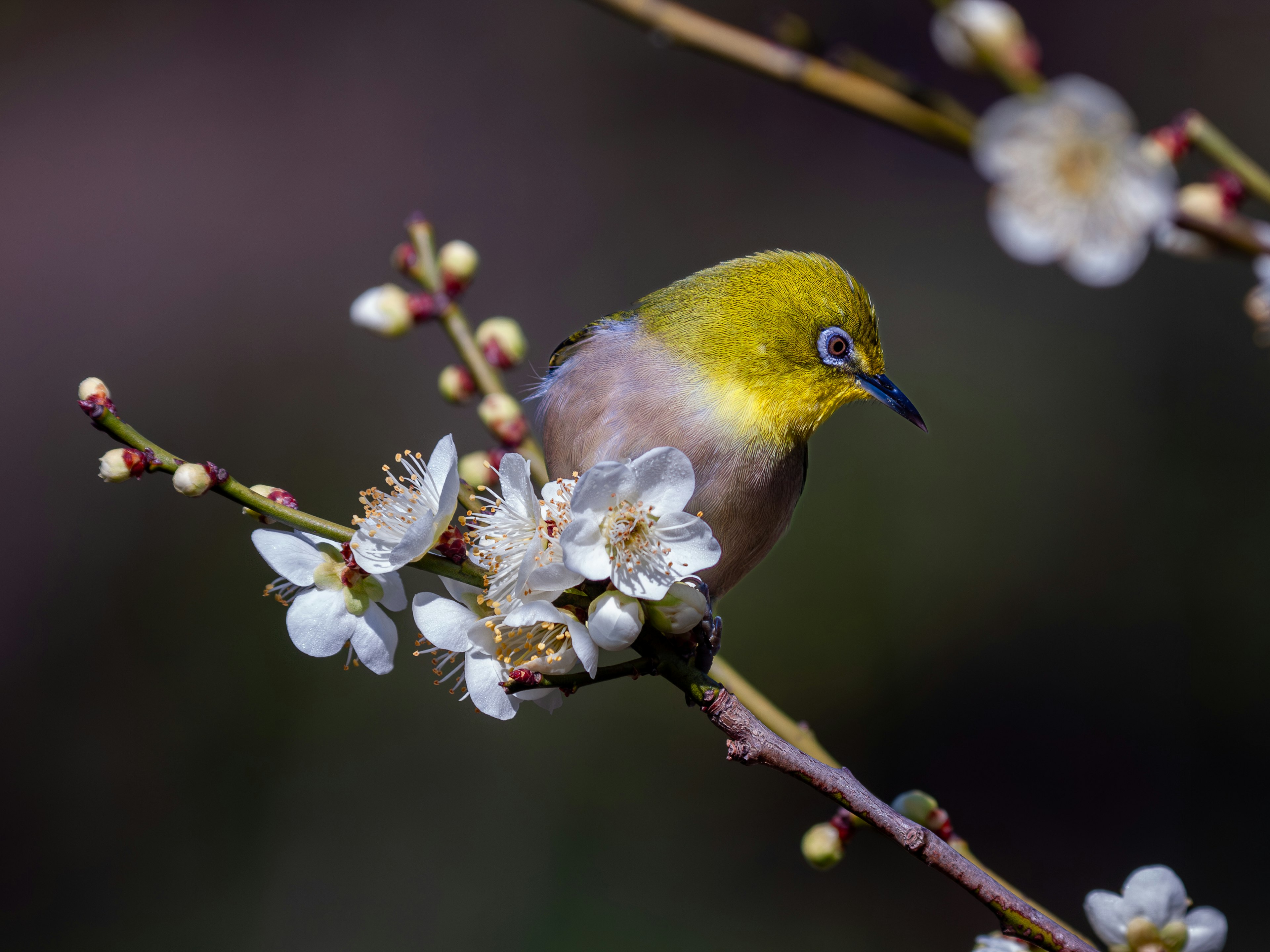 Un petit oiseau à tête jaune perché sur une branche fleurie