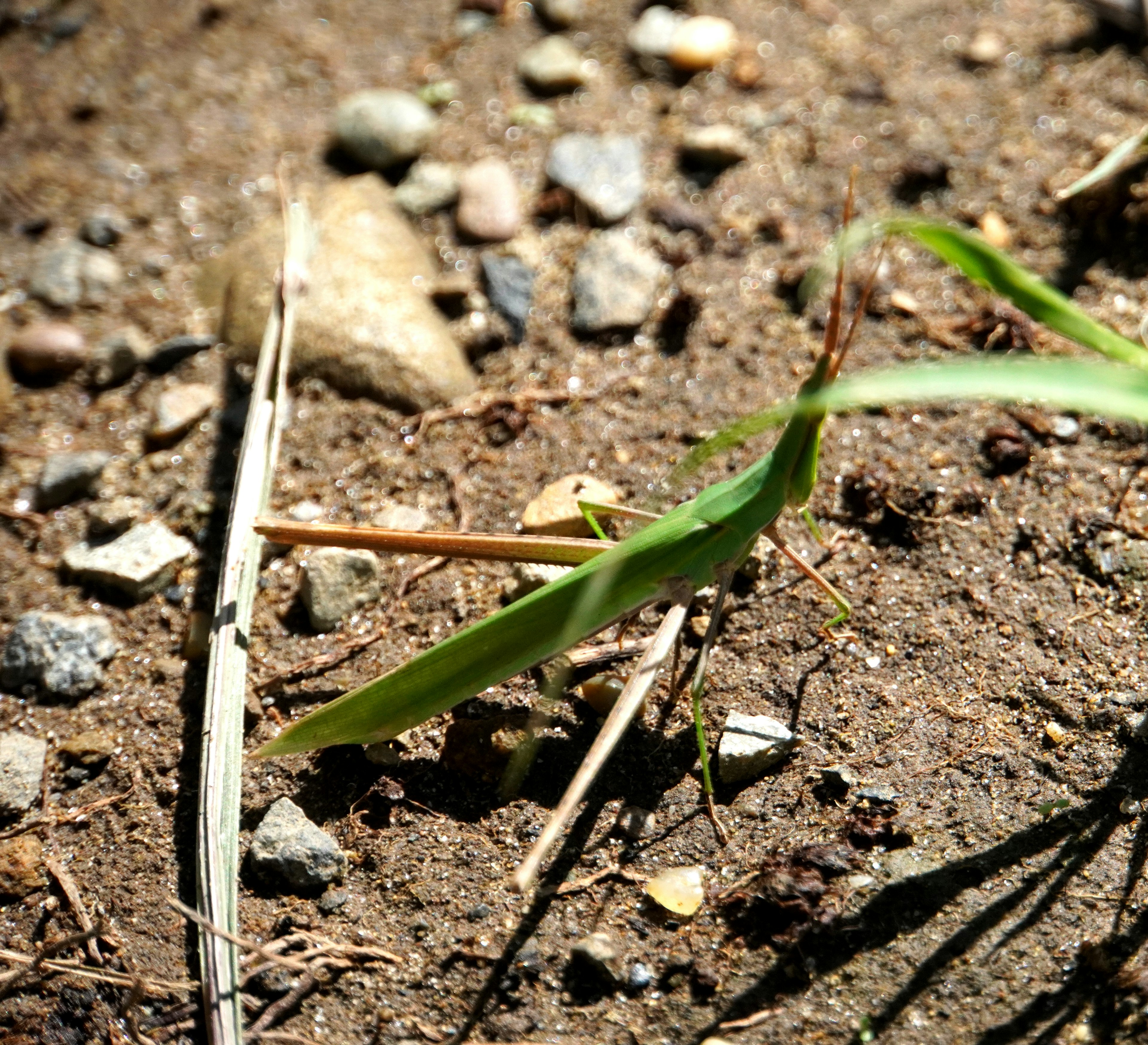 Green grasshopper on soil with small stones and grass background