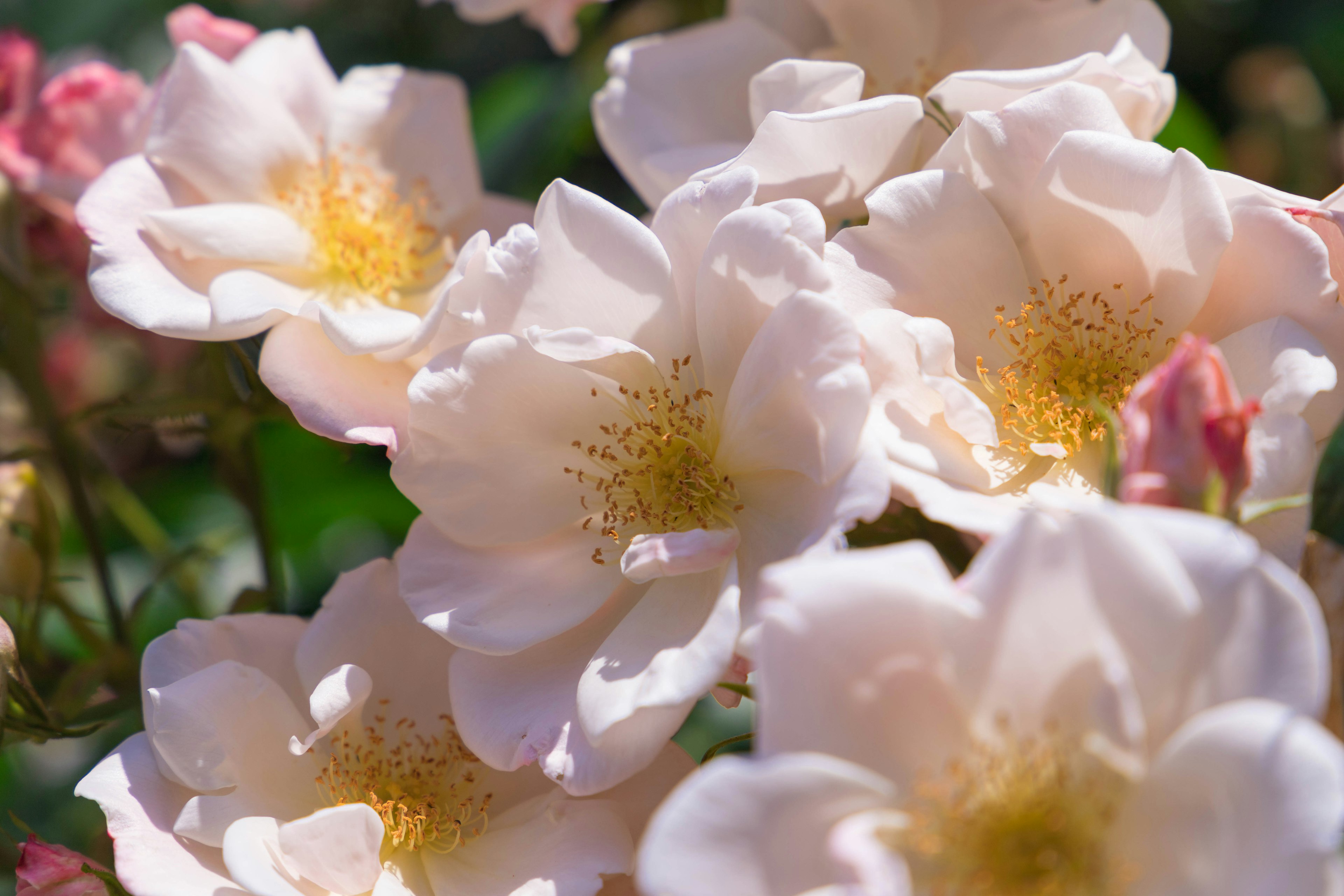 Close-up of beautiful pale pink rose flowers blooming