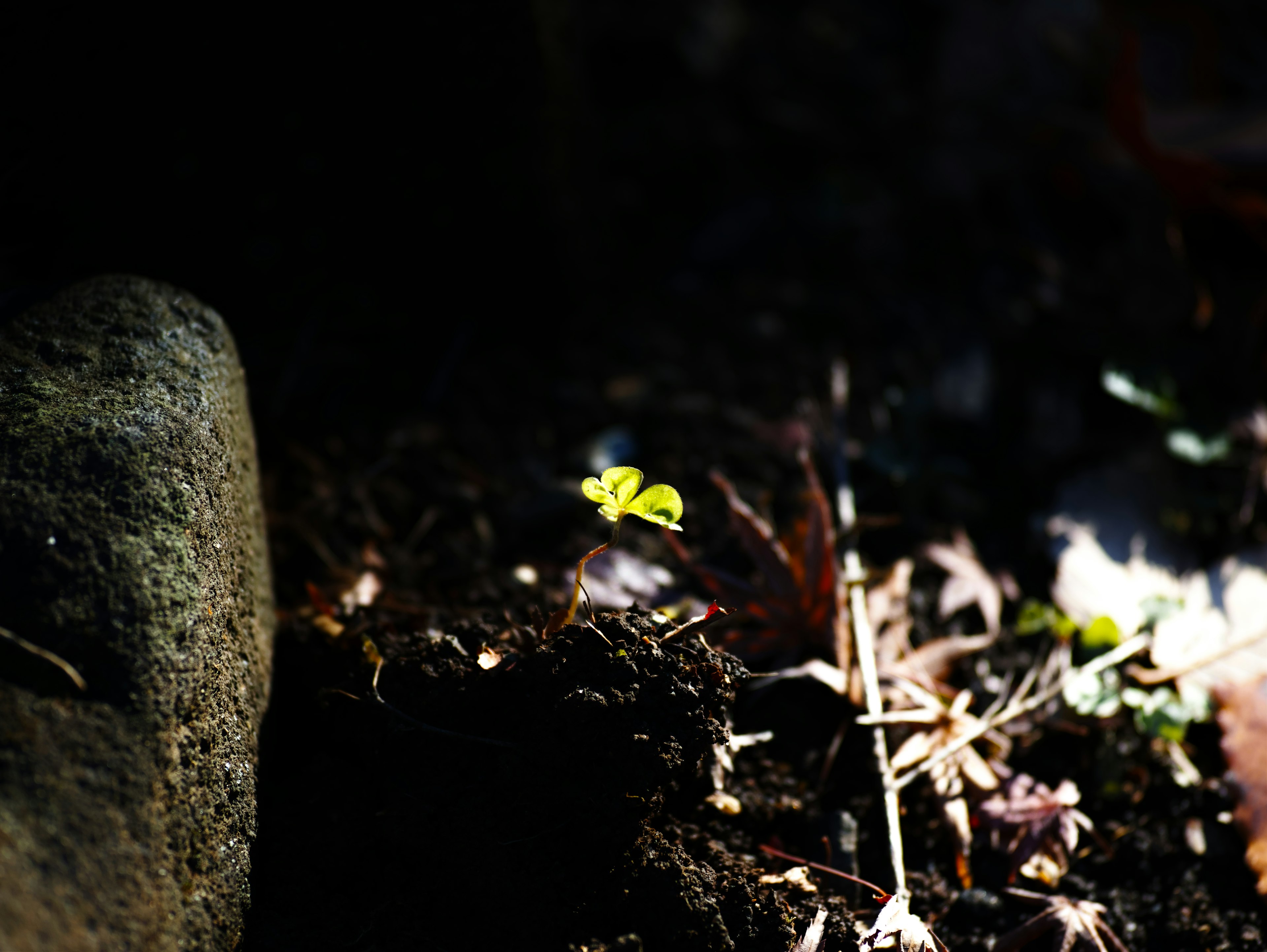 Une petite feuille verte illuminée sur un fond de terre sombre