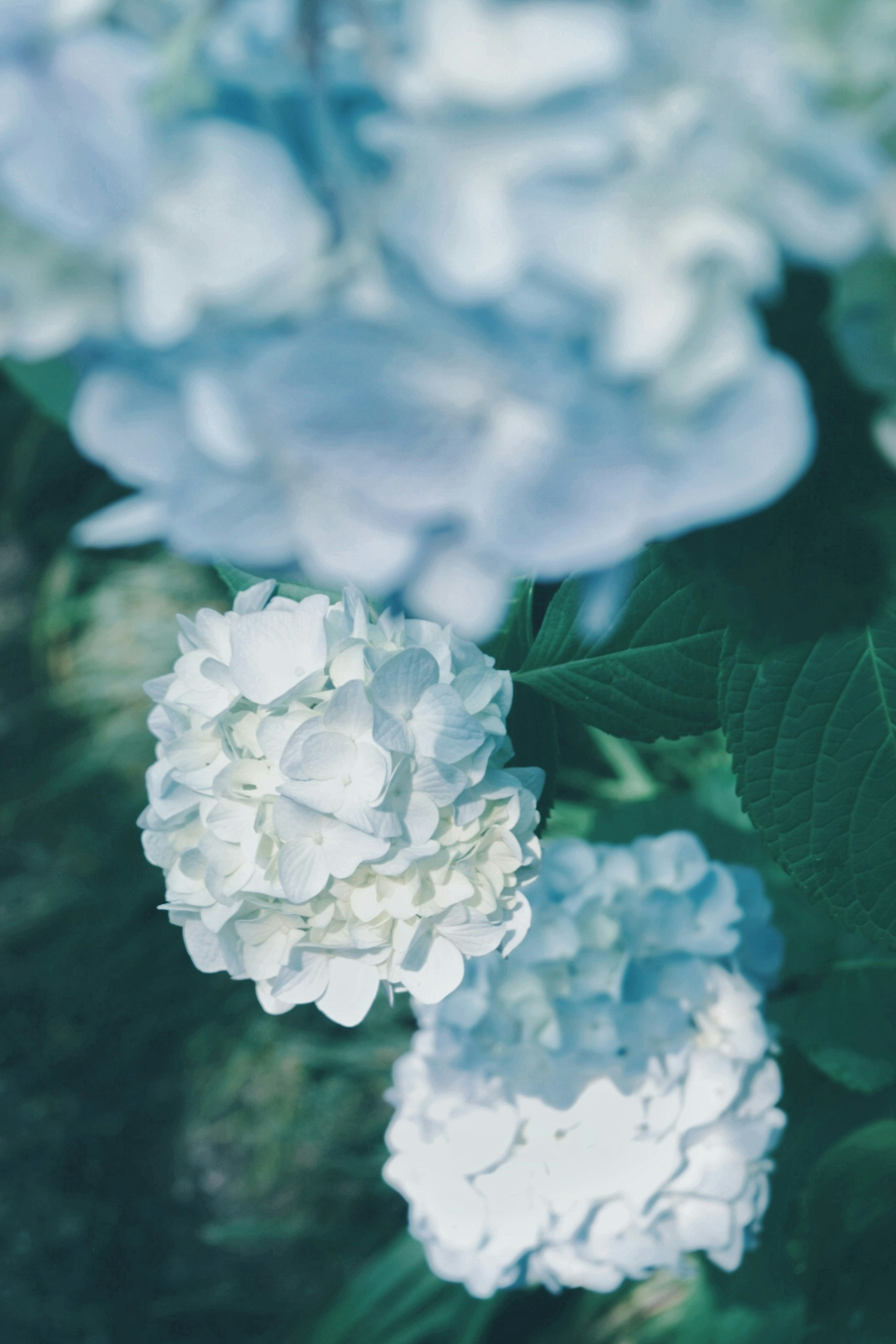 Nahaufnahme von weißen Blumen vor einem sanften blauen Hintergrund