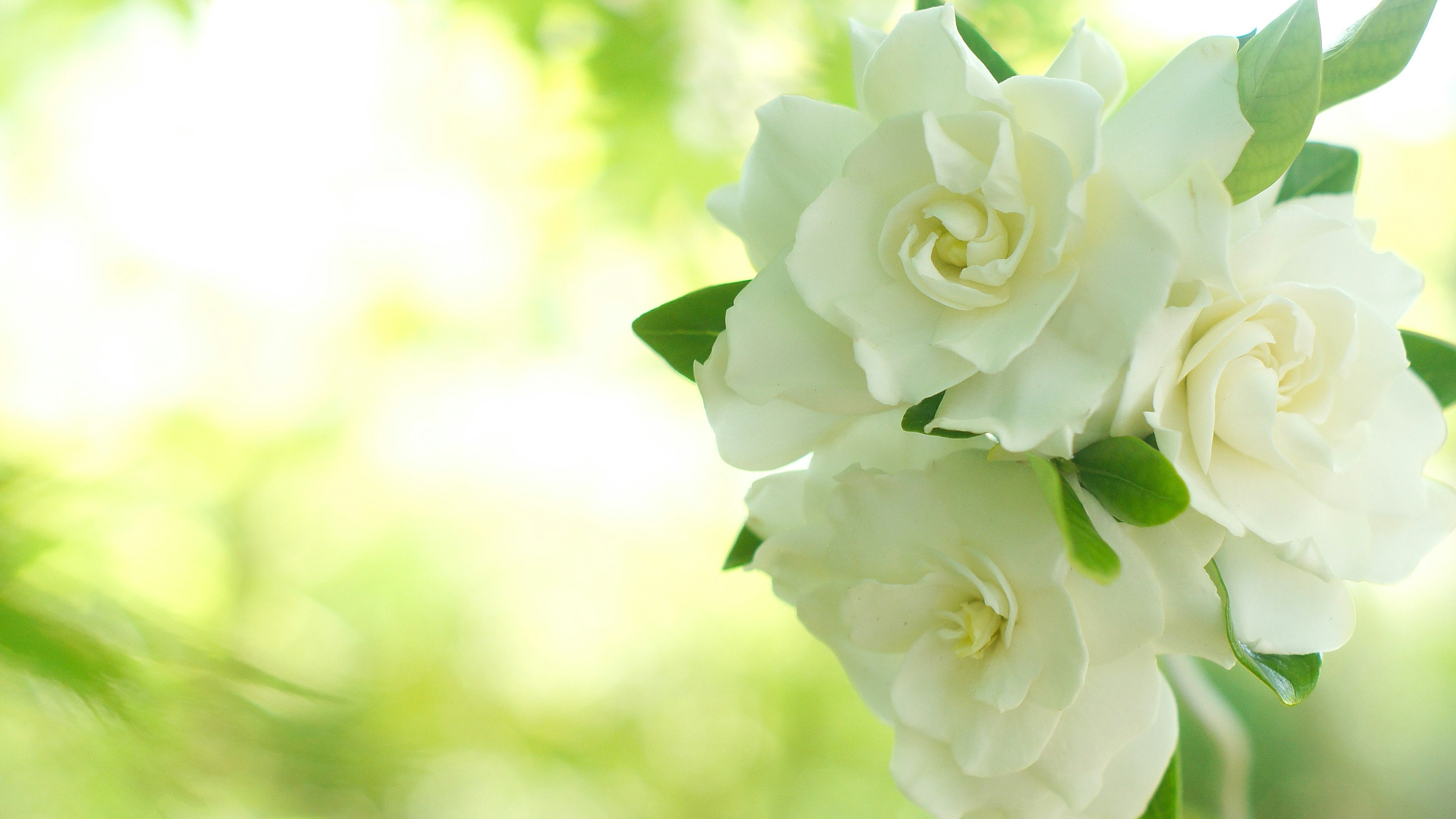 Primo piano di fiori bianchi con foglie verdi e uno sfondo morbido