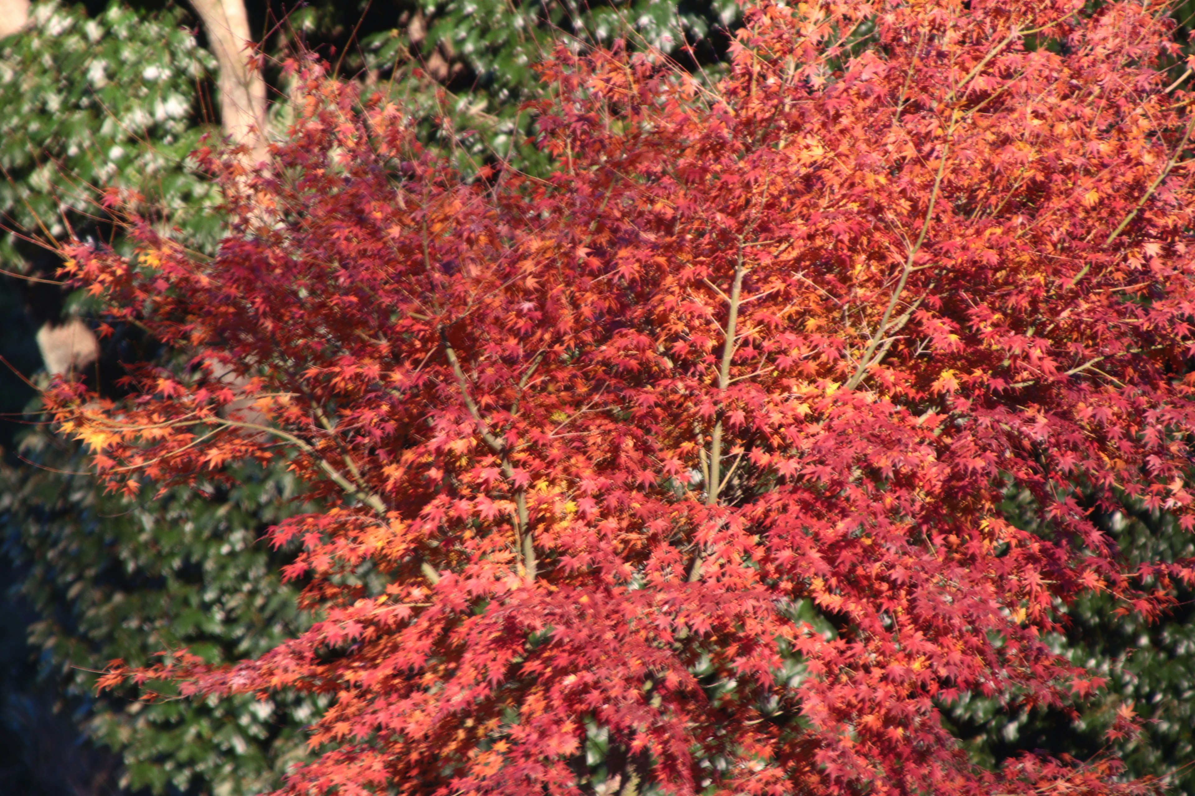 Primer plano de un árbol con hojas rojas y naranjas