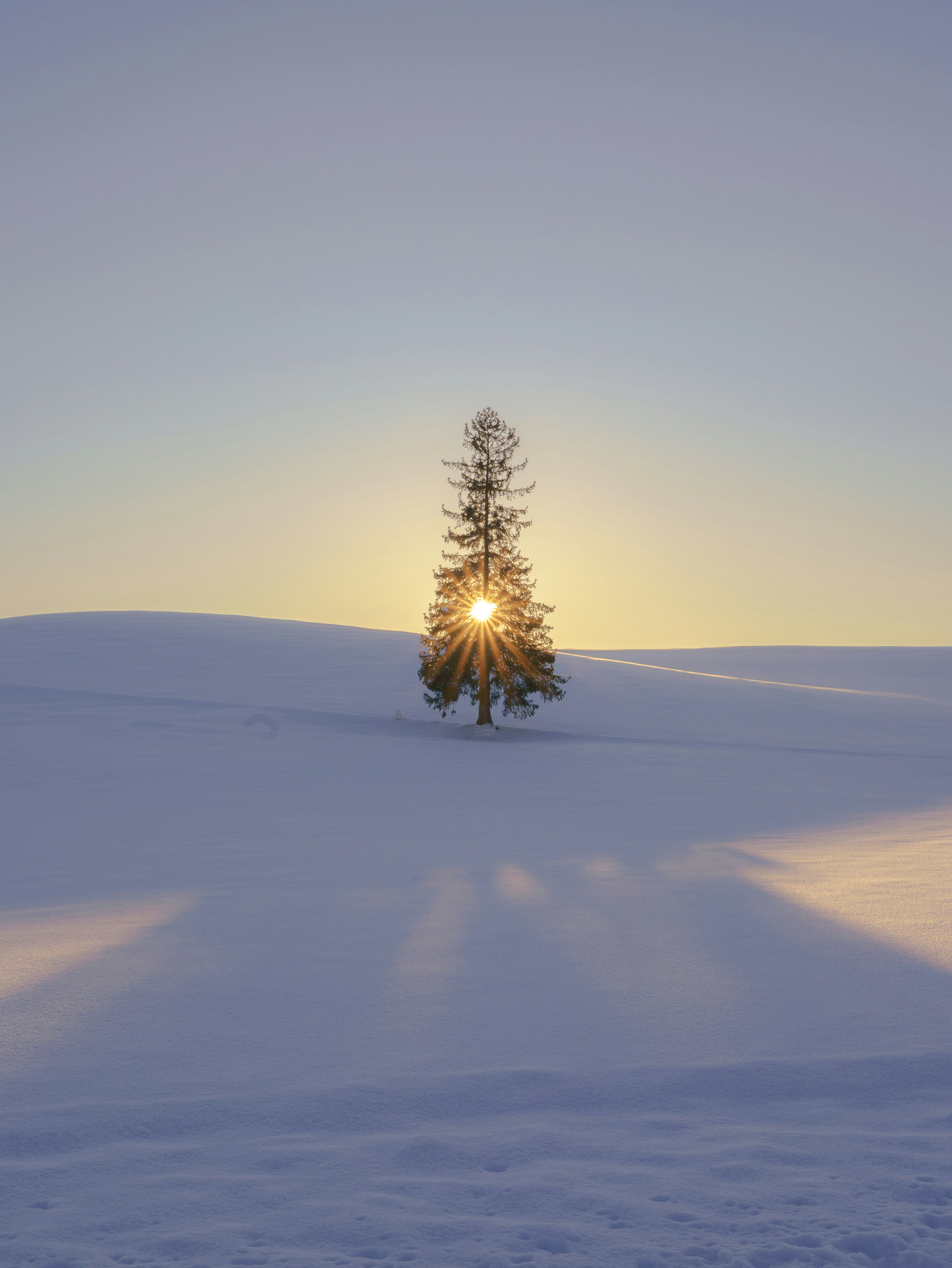 Un albero solitario su un paesaggio innevato con il sole che sorge dietro