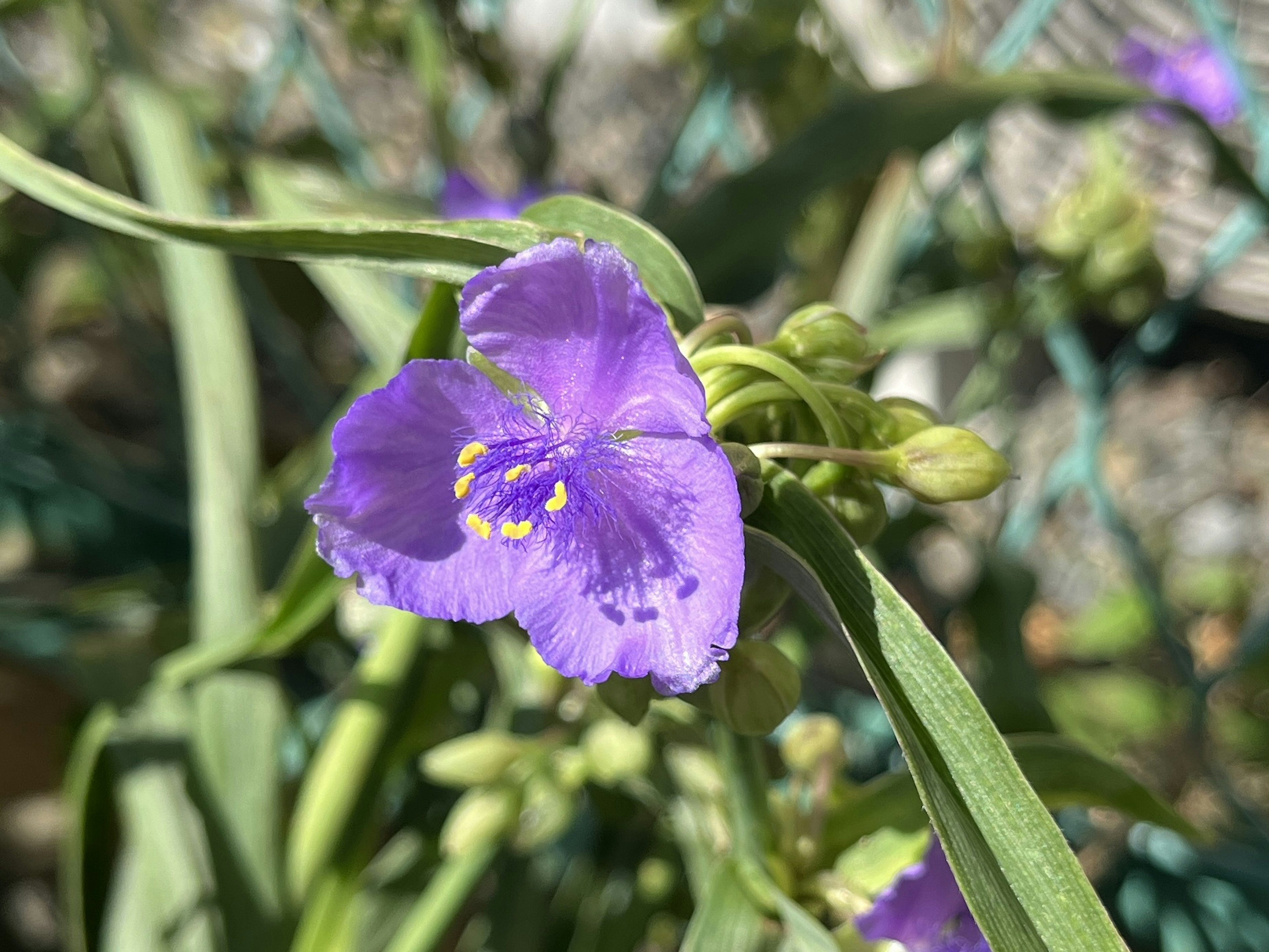 鲜艳的紫色花朵在绿色叶子中绽放