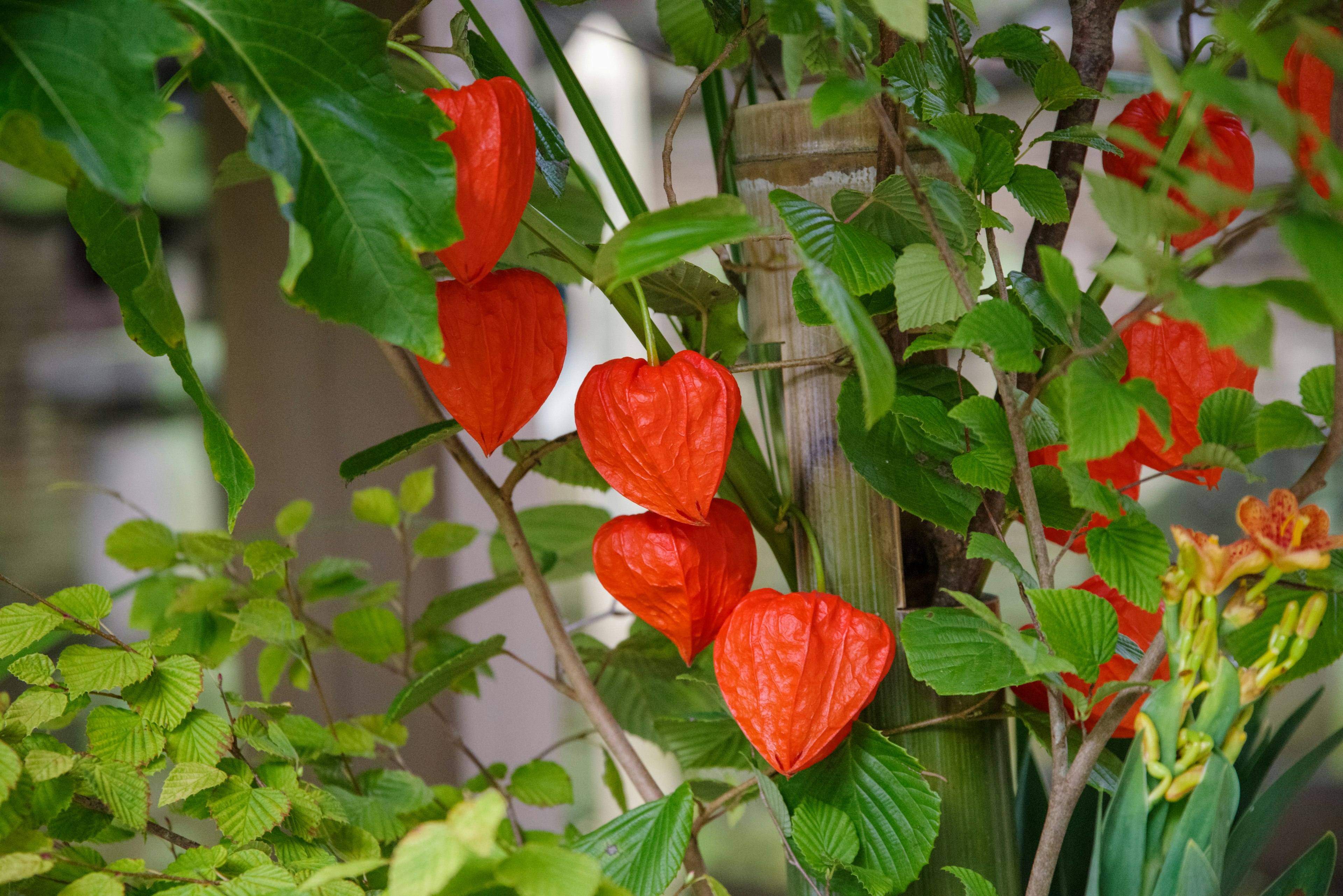 Helle orange herzförmige Blumen umgeben von grünen Blättern