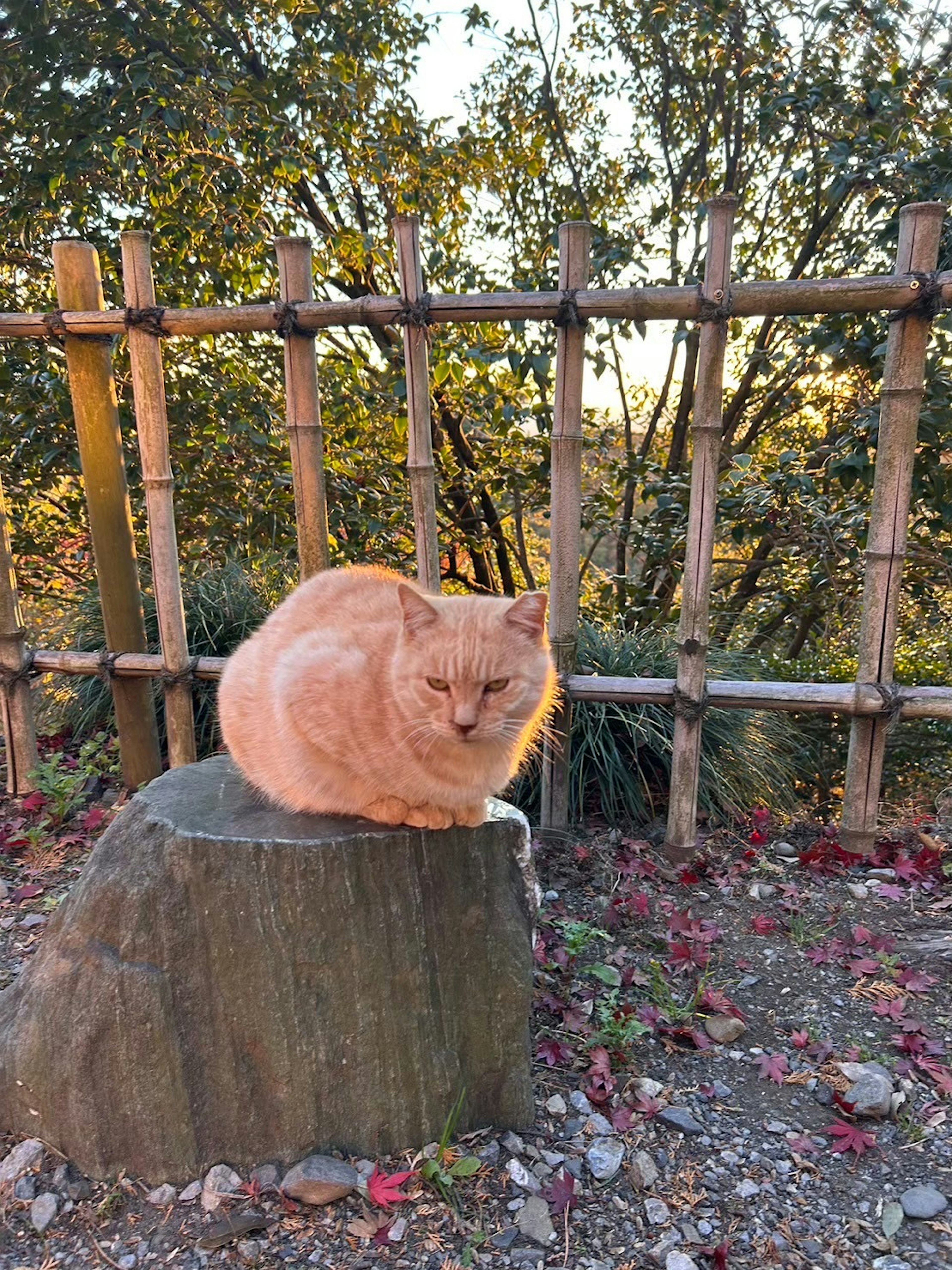 Un chat orange assis sur une pierre avec une clôture en bambou et de la verdure en arrière-plan