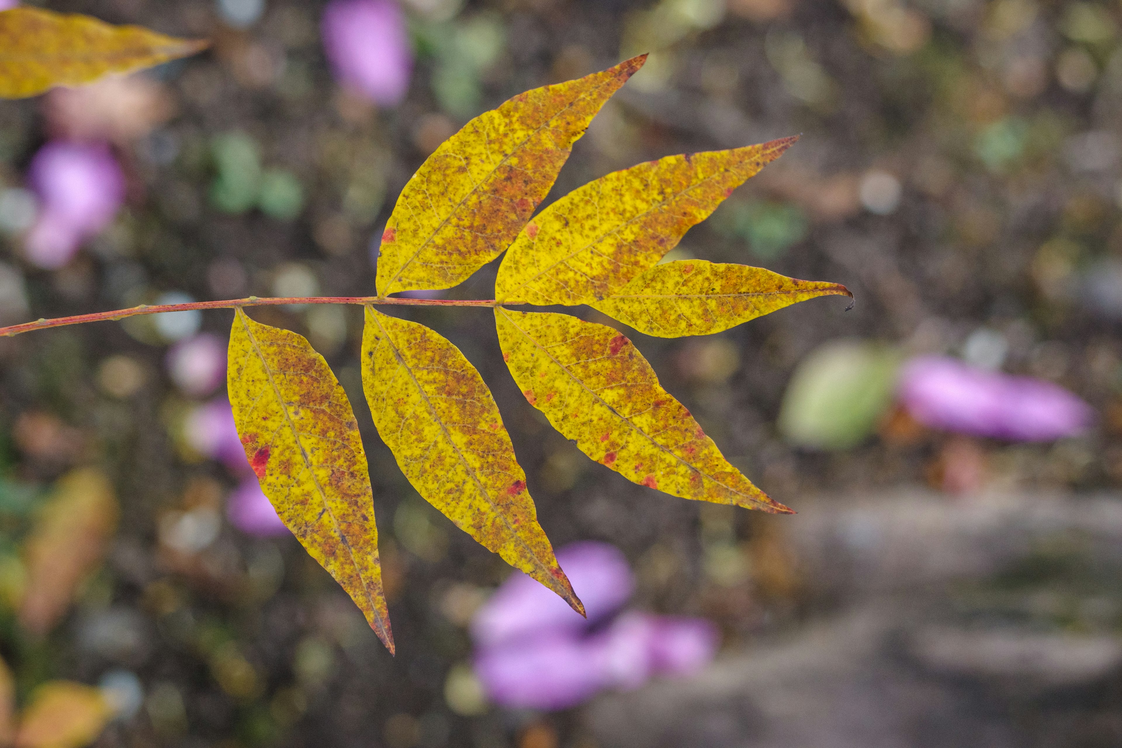 Feuilles jaunes vives sur un fond de pétales violets éparpillés au sol